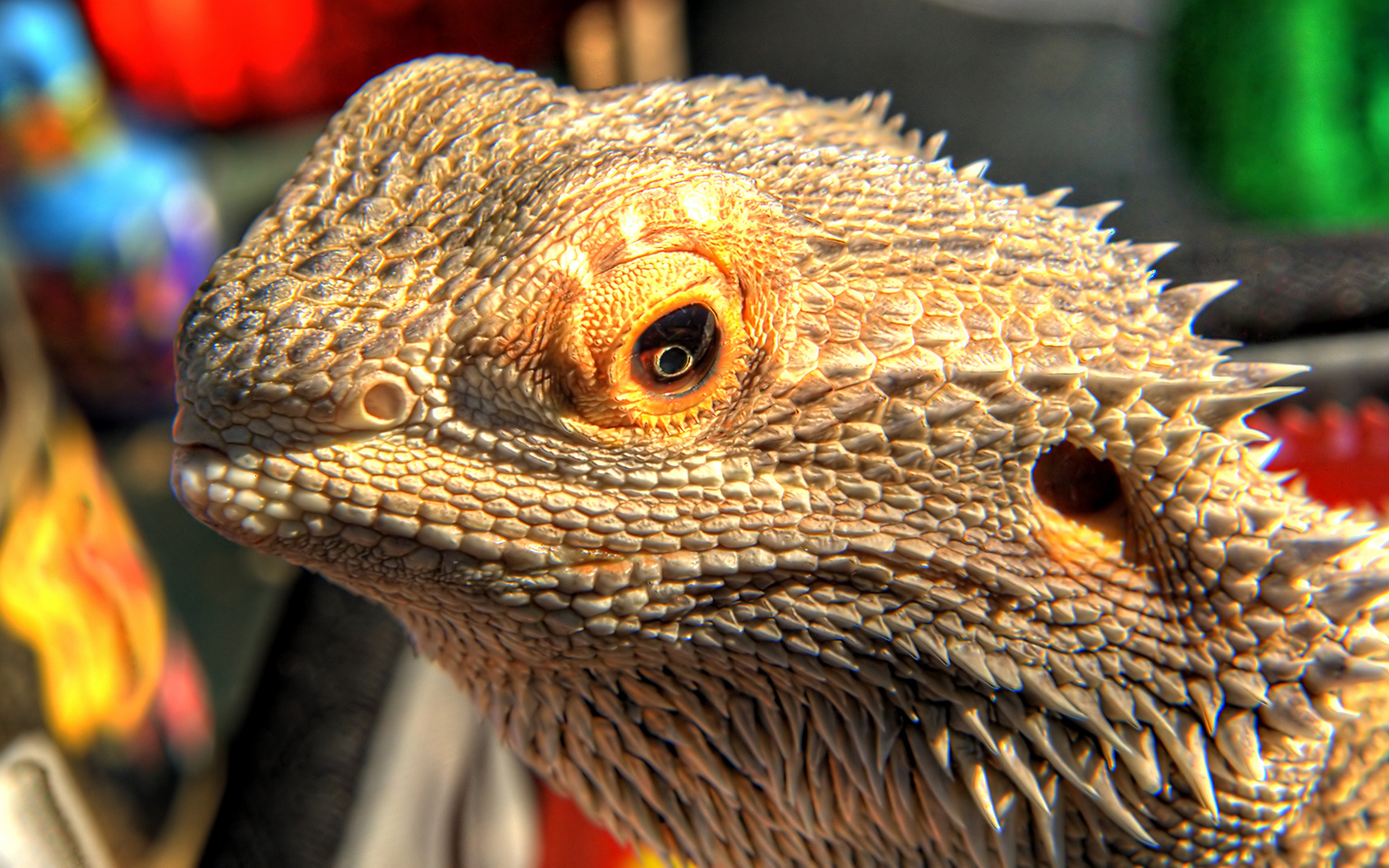Descarga gratis la imagen Animales, Lagarto, Reptil, Reptiles en el escritorio de tu PC