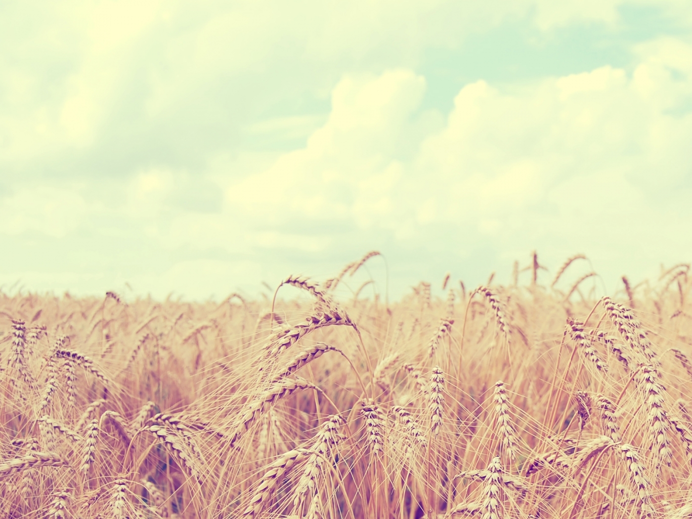 wheat, landscape, nature, fields for android