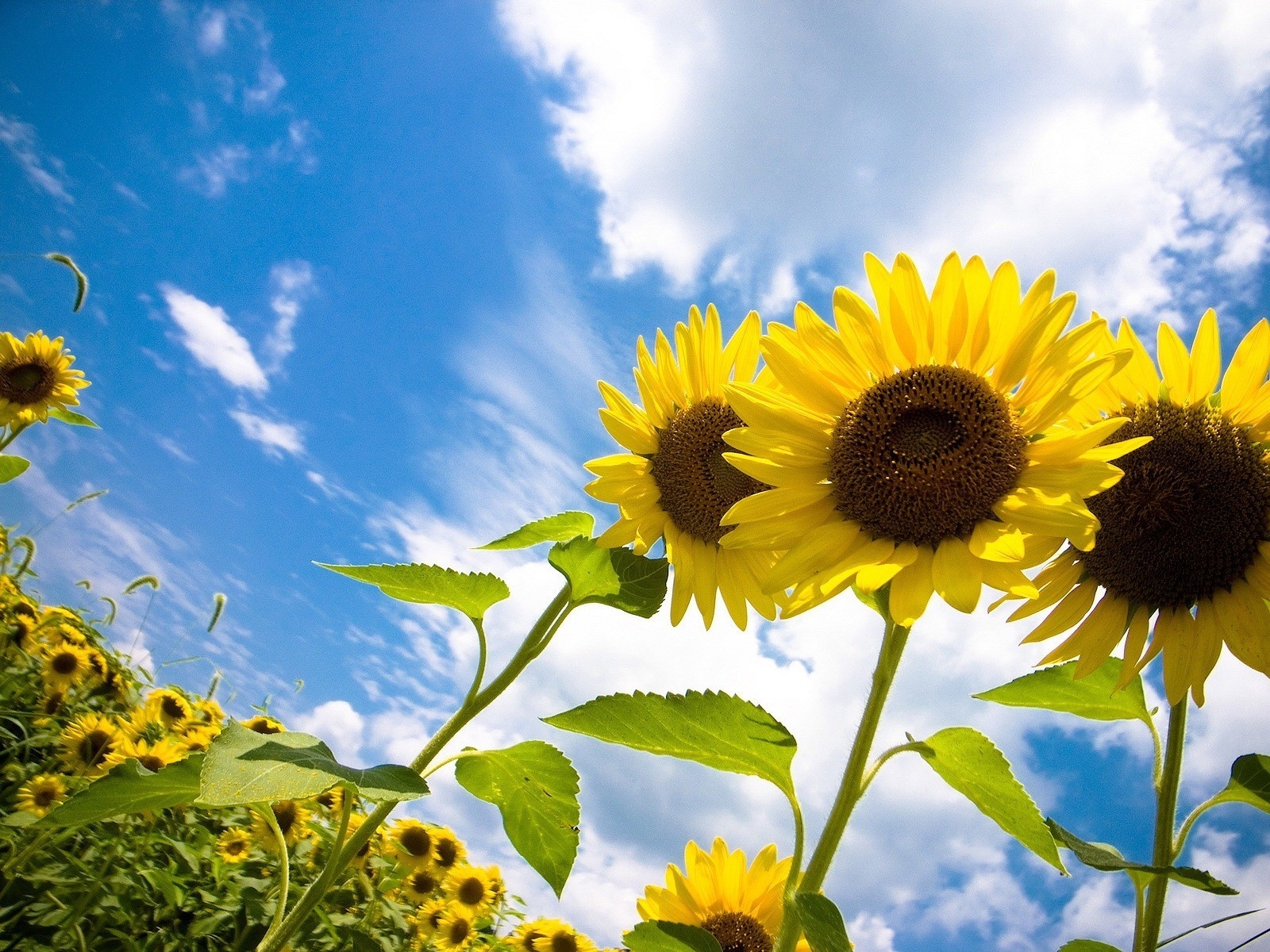 Free download wallpaper Flowers, Earth, Field, Cloud, Sunflower on your PC desktop