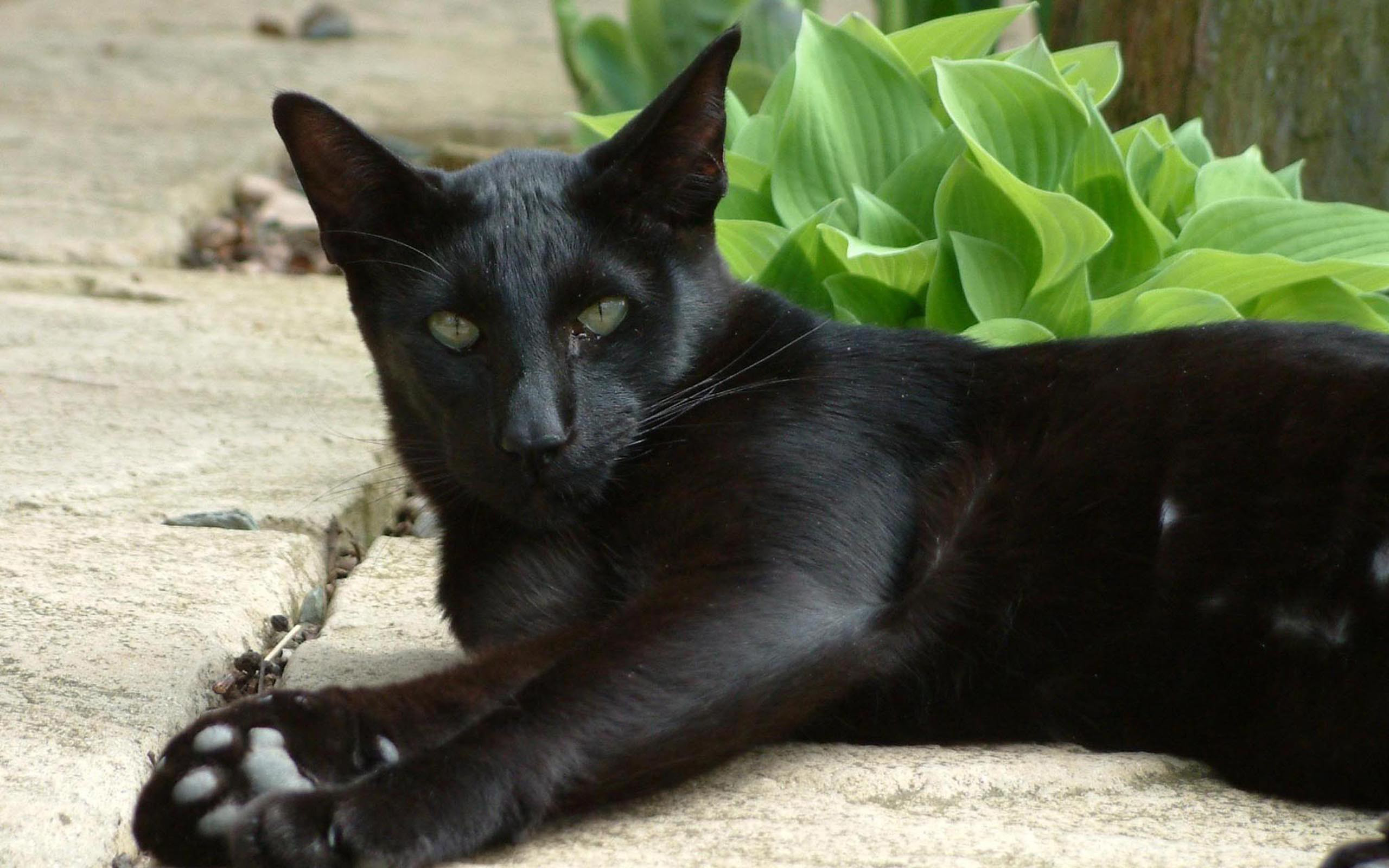 Baixar papel de parede para celular de Animais, Gatos, Gato gratuito.