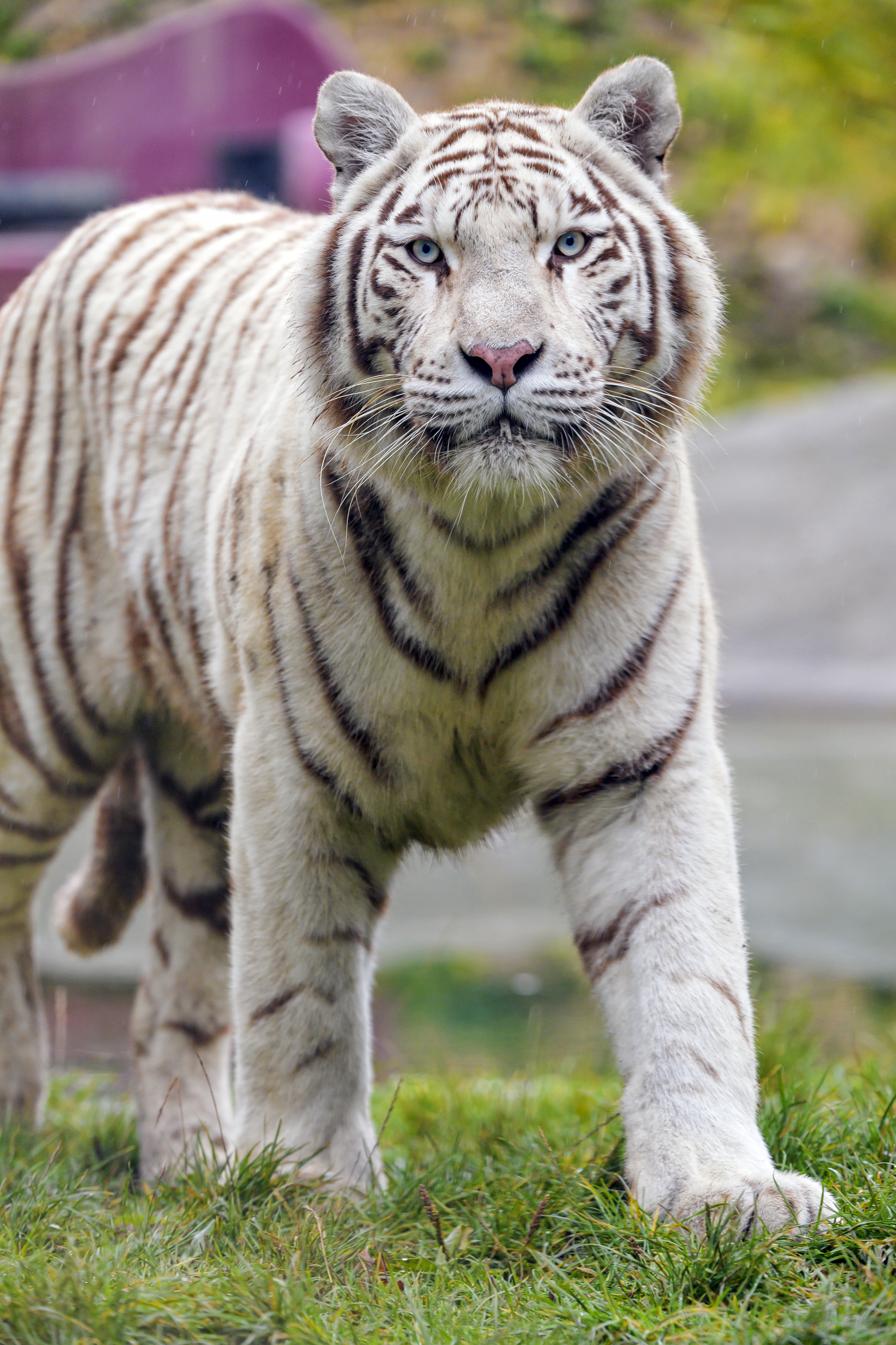 Скачати мобільні шпалери Великий Кіт, Дикої Природи, Білий Тигр, Тварини, Дика Природа, Тигр, Хижак, Велика Кішка безкоштовно.