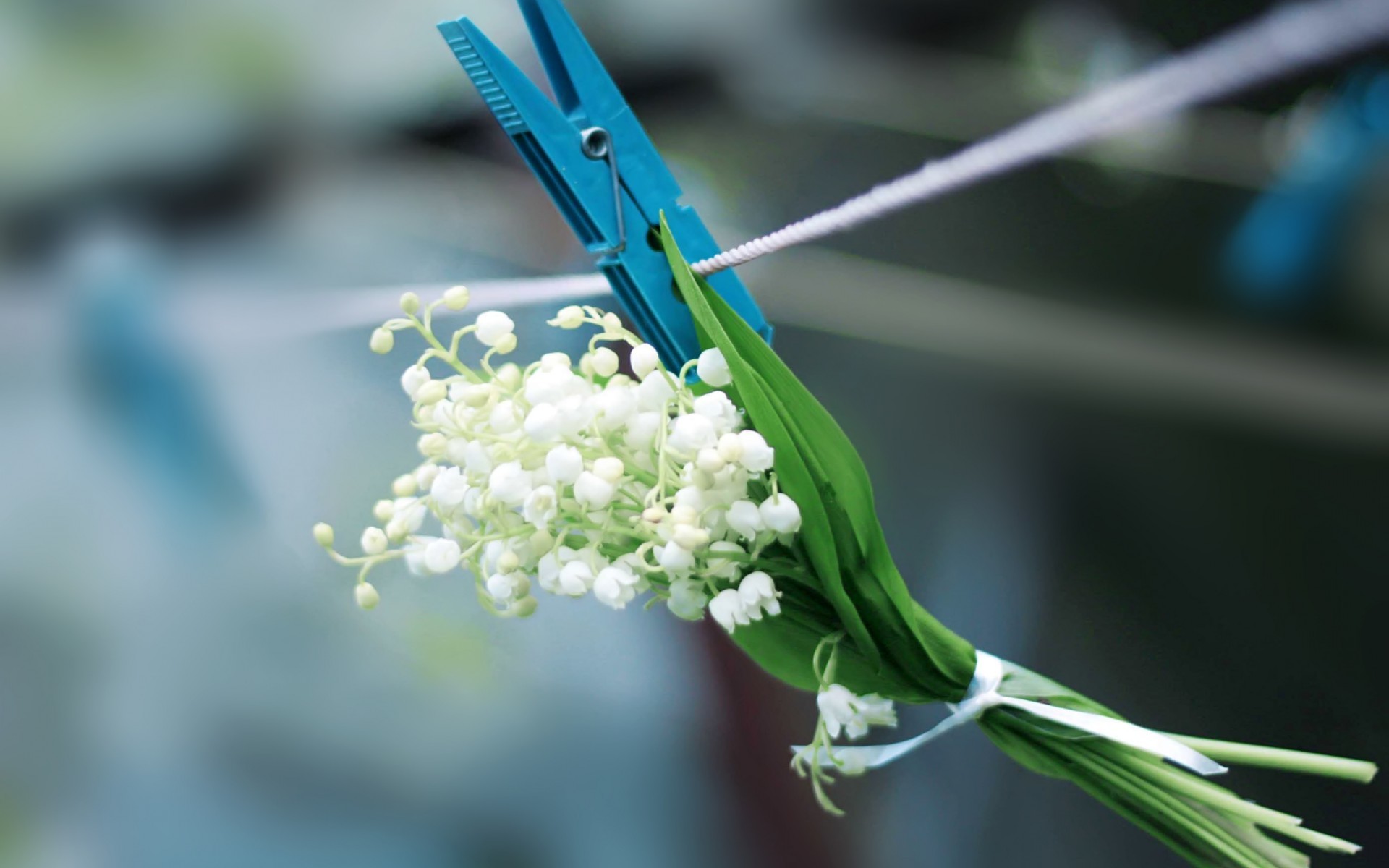 Téléchargez gratuitement l'image Bouquets, Fleurs, Plantes sur le bureau de votre PC