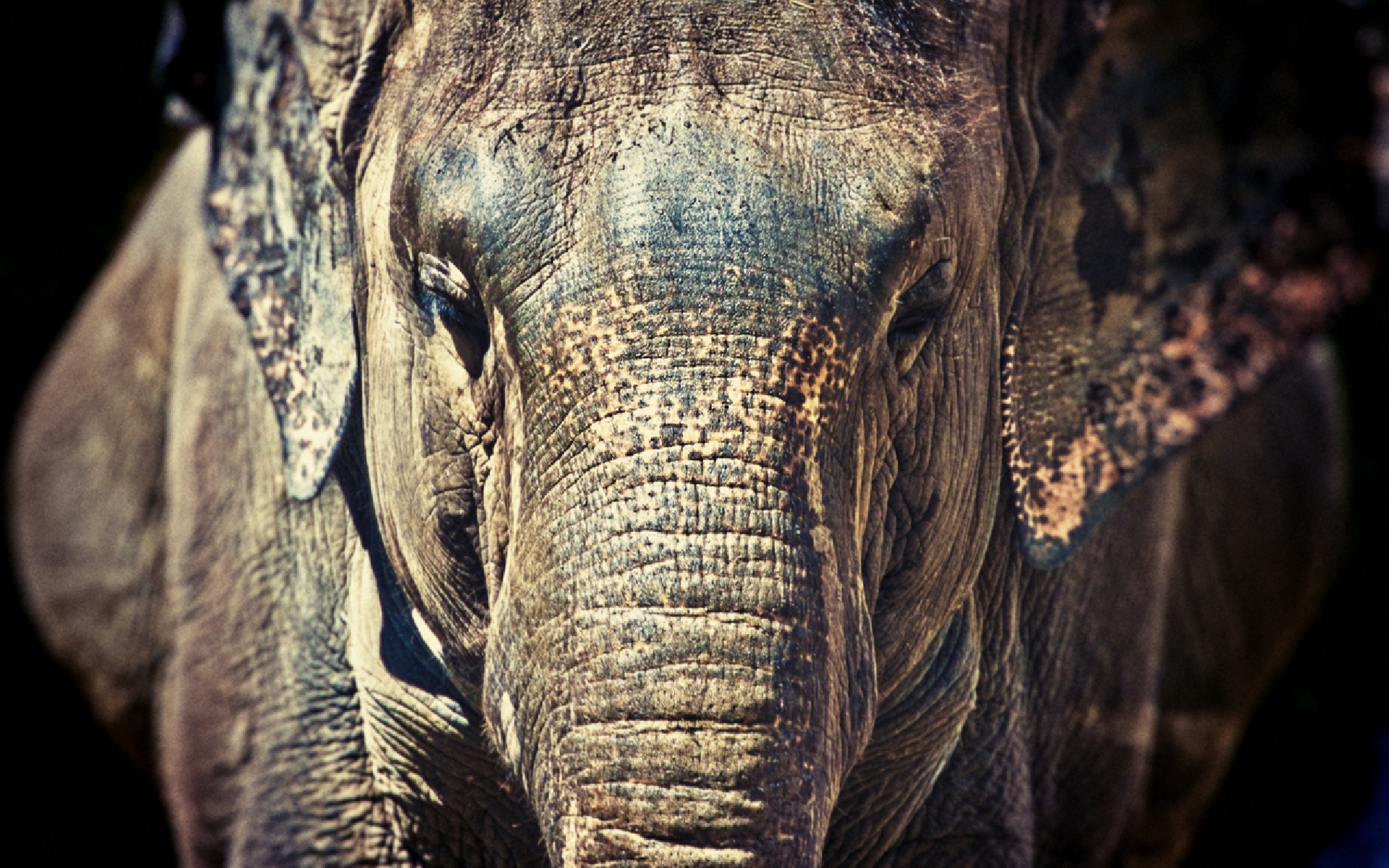 276098 descargar fondo de pantalla animales, elefante asiático, elefantes: protectores de pantalla e imágenes gratis