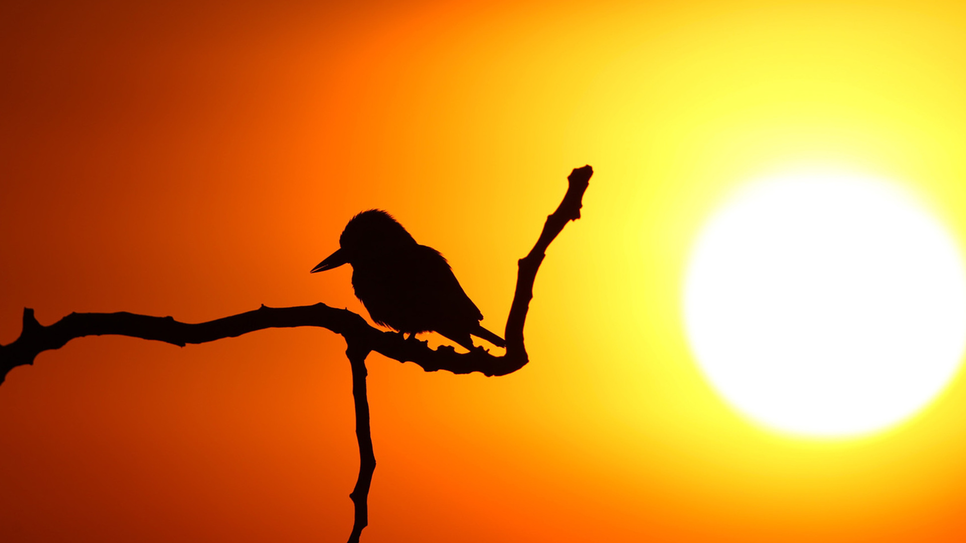 Baixe gratuitamente a imagem Animais, Aves, Sol, Silhueta, Pássaro na área de trabalho do seu PC