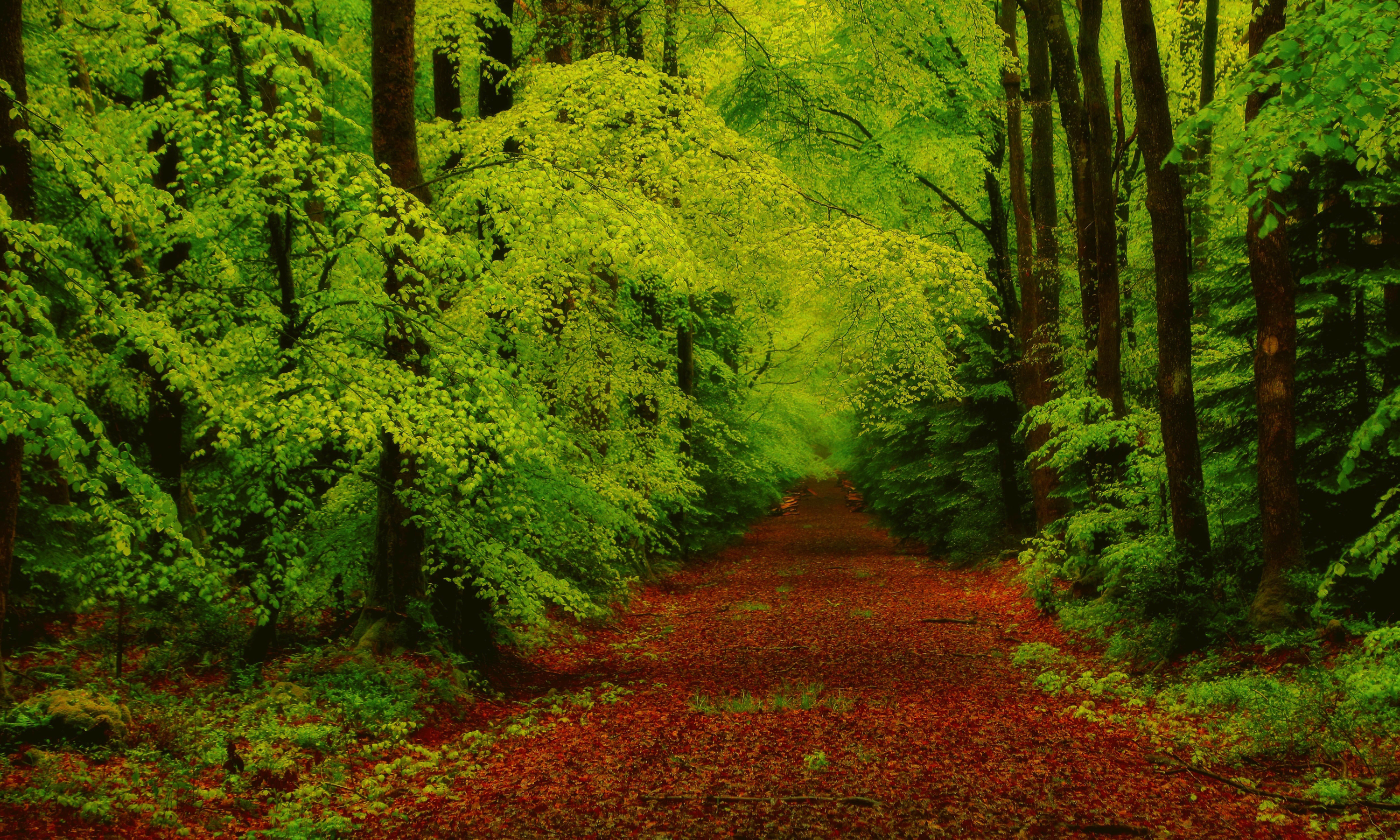 Скачать картинку Дорога, Лес, Дерево, Зеленый, Земля/природа в телефон бесплатно.
