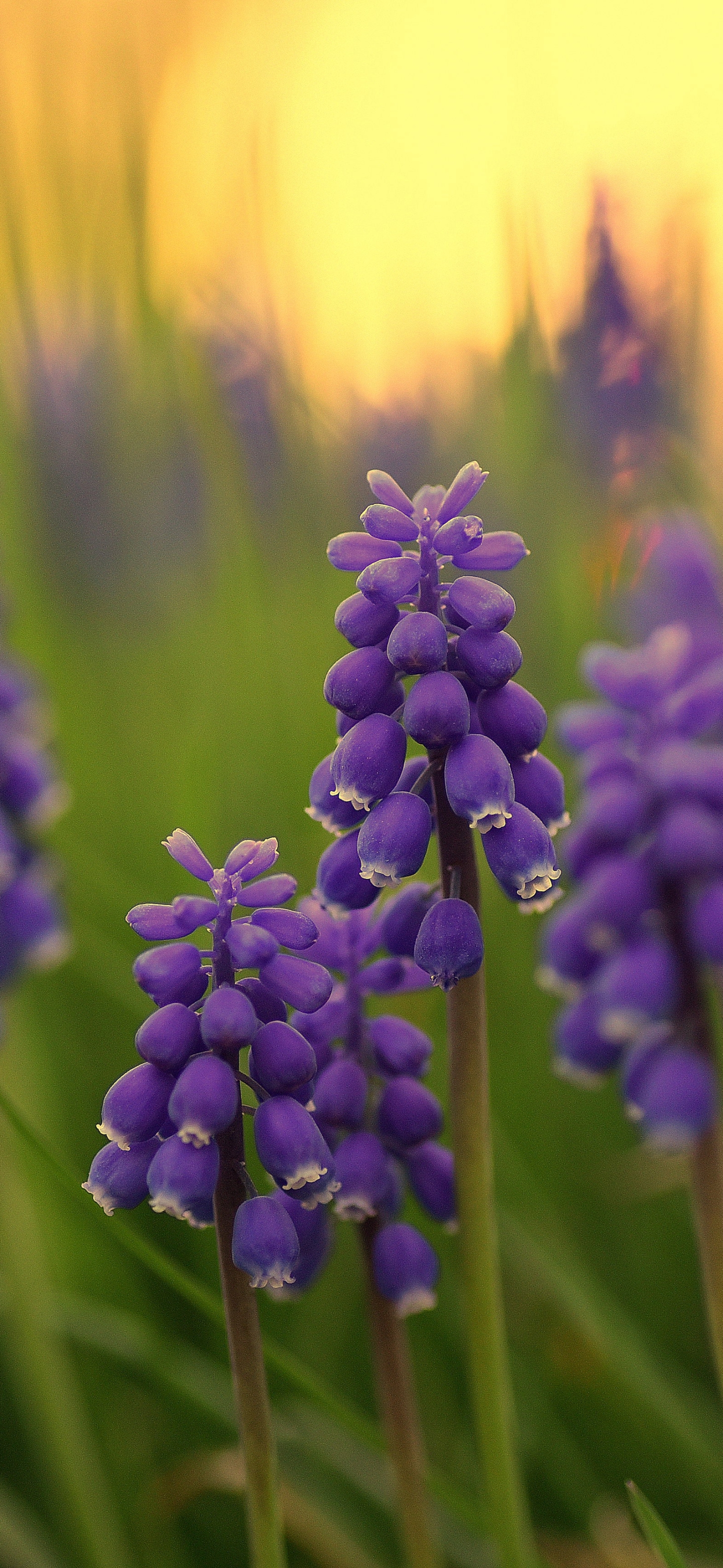 Download mobile wallpaper Flowers, Hyacinth, Earth for free.