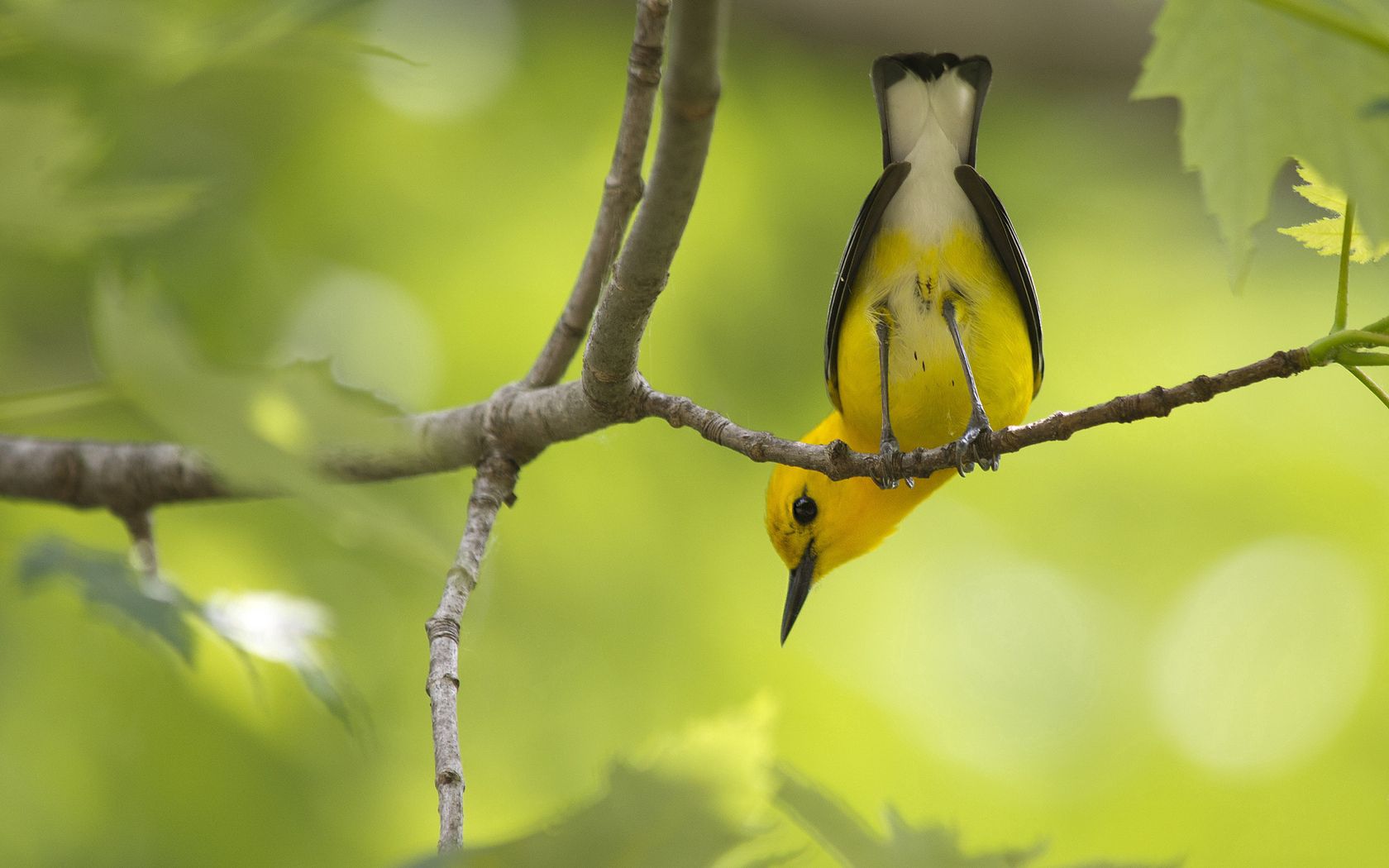 Descarga gratuita de fondo de pantalla para móvil de Rama, Árboles, Pájaro, Color, Animales.