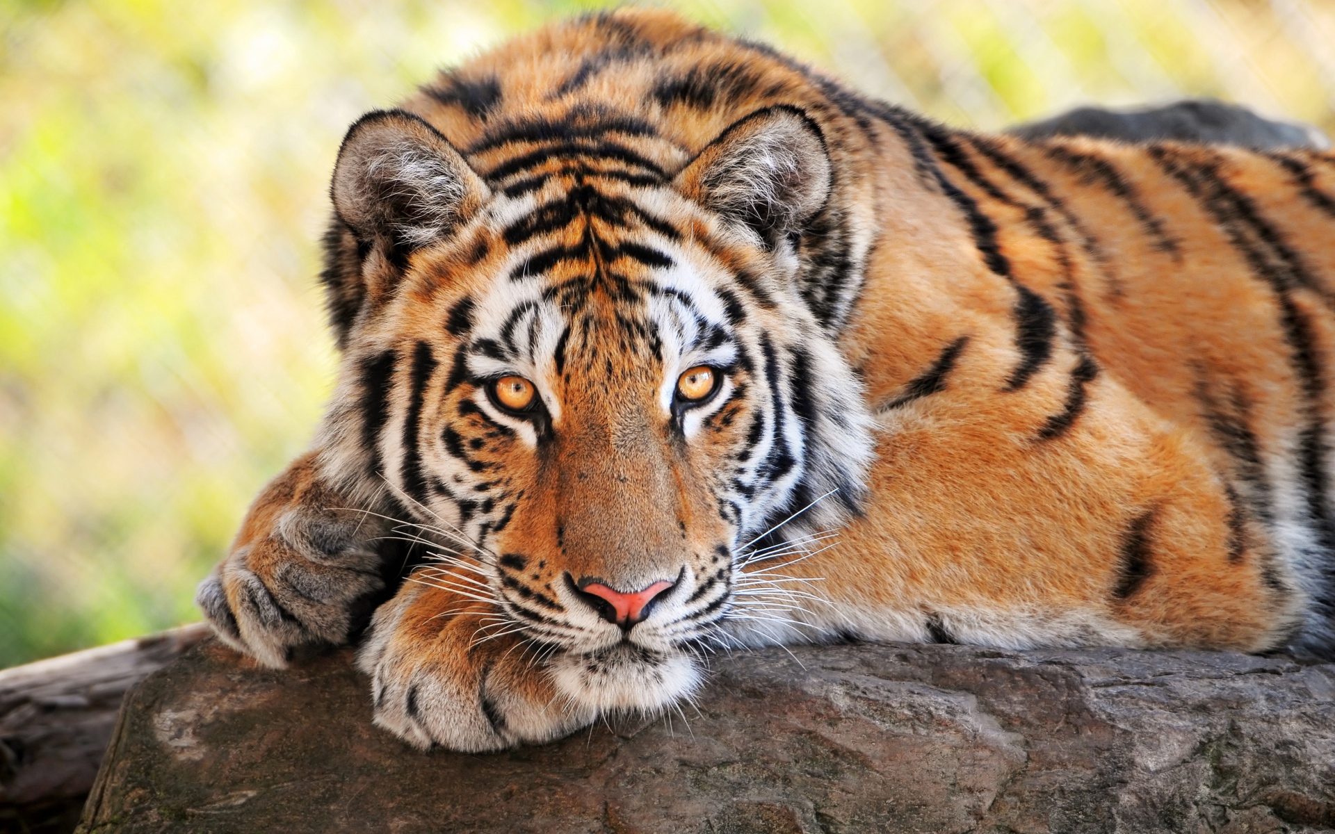 Download mobile wallpaper Tiger, Animal for free.