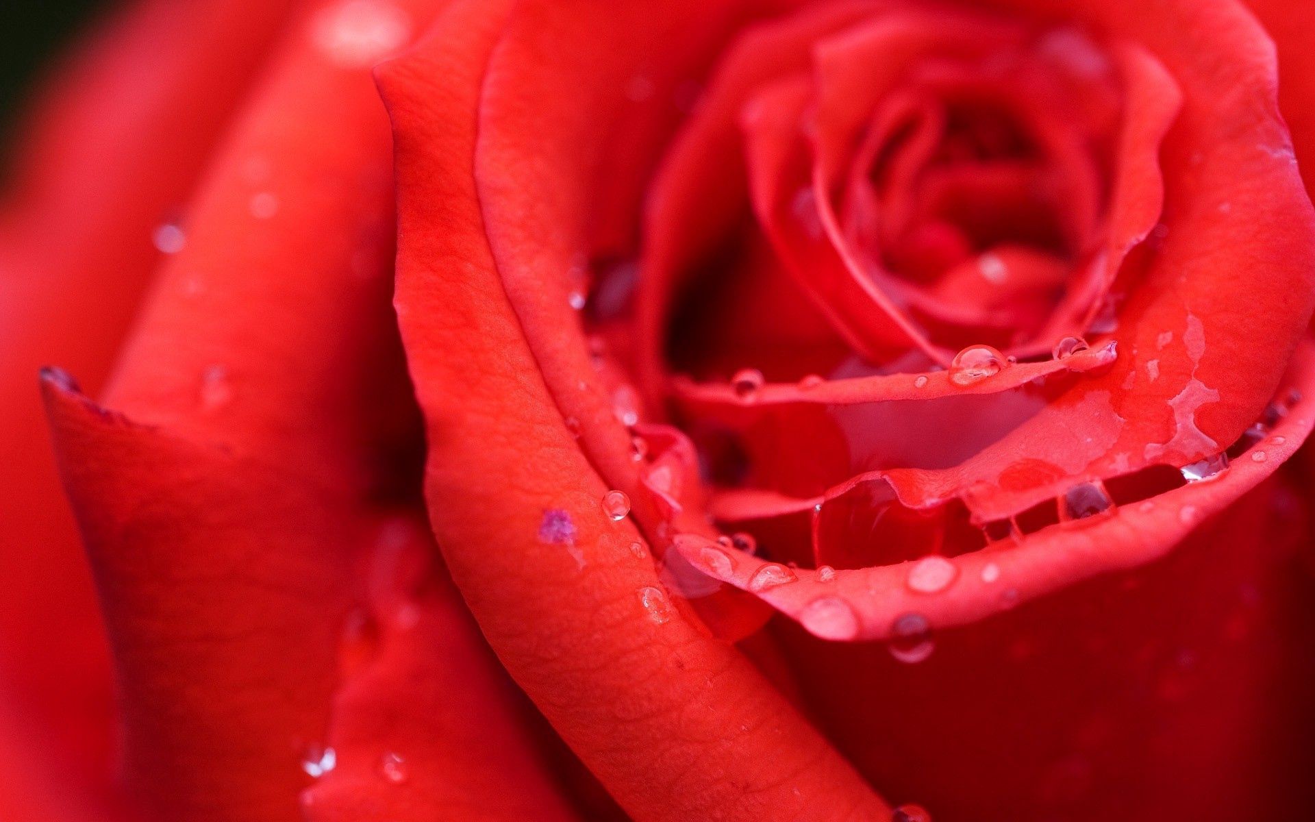 1920 x 1080 picture drops, red, macro, rose flower, rose, bud, moisture, dew