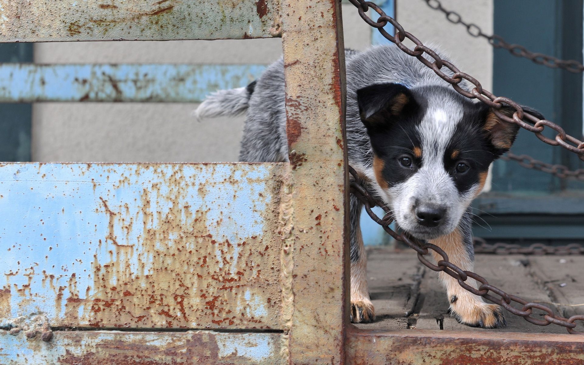 317551壁紙のダウンロード動物, オーストラリアン・キャトル・ドッグ, 犬, 子犬-スクリーンセーバーと写真を無料で