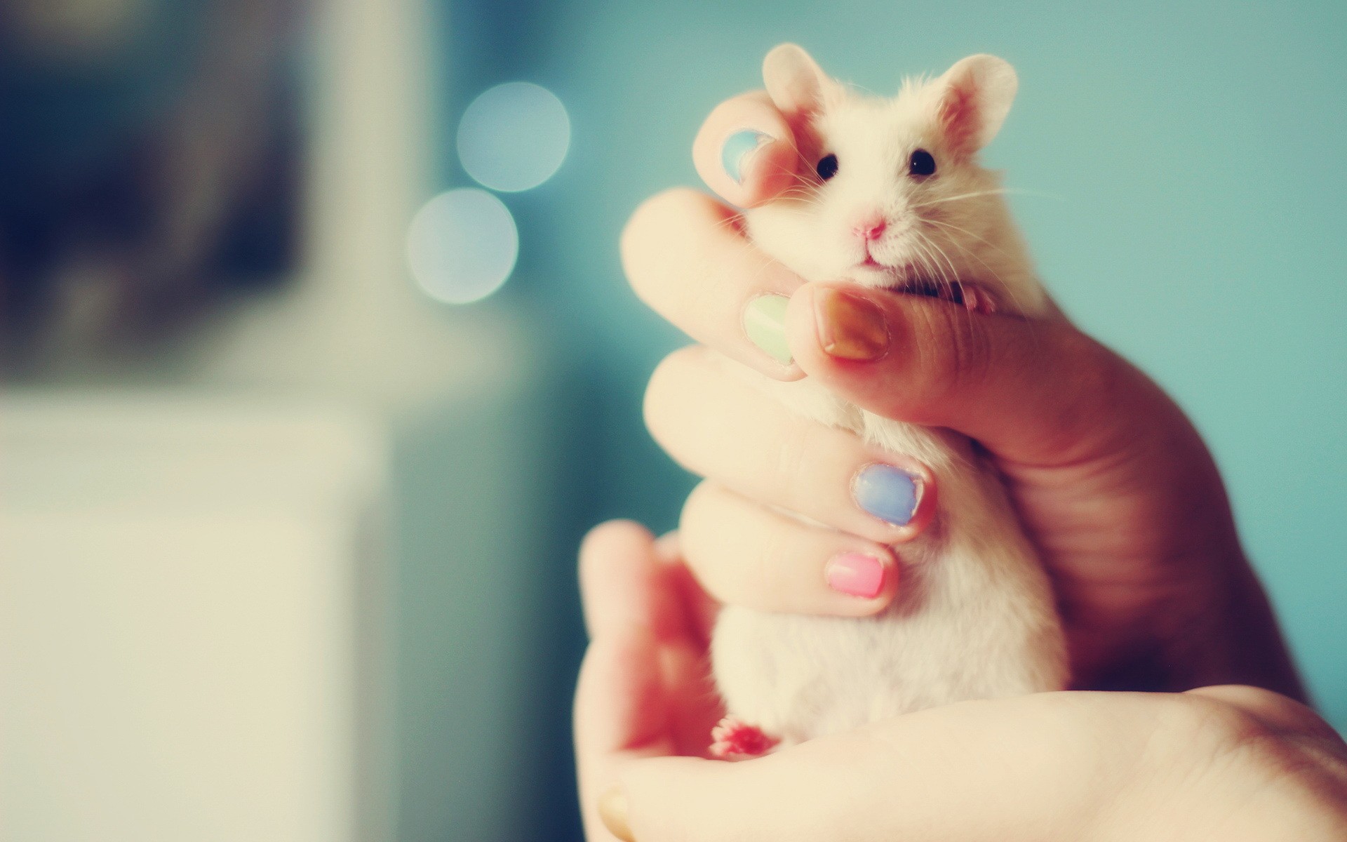 Laden Sie das Tiere, Hamster-Bild kostenlos auf Ihren PC-Desktop herunter