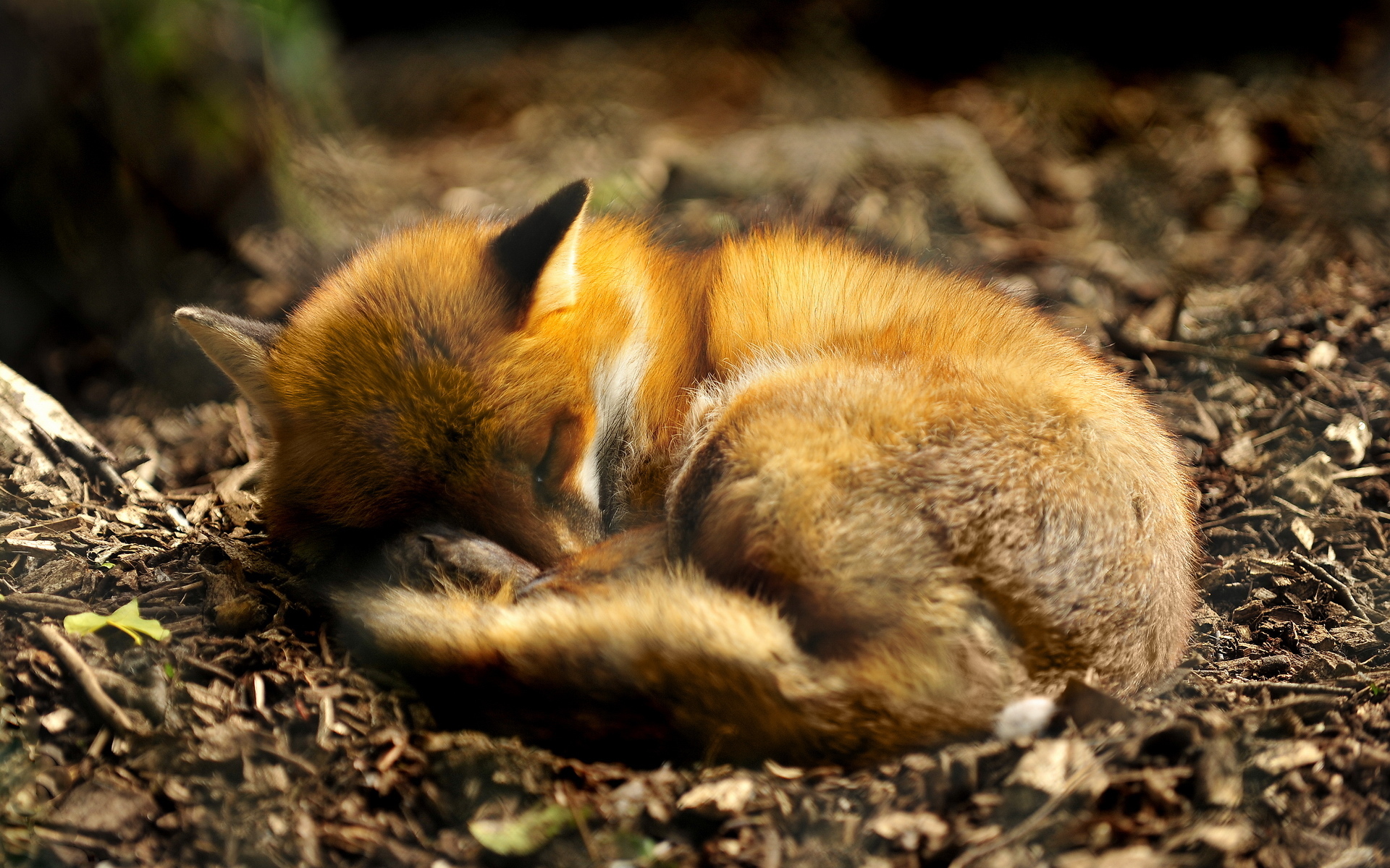 Free download wallpaper Fox, Animal on your PC desktop