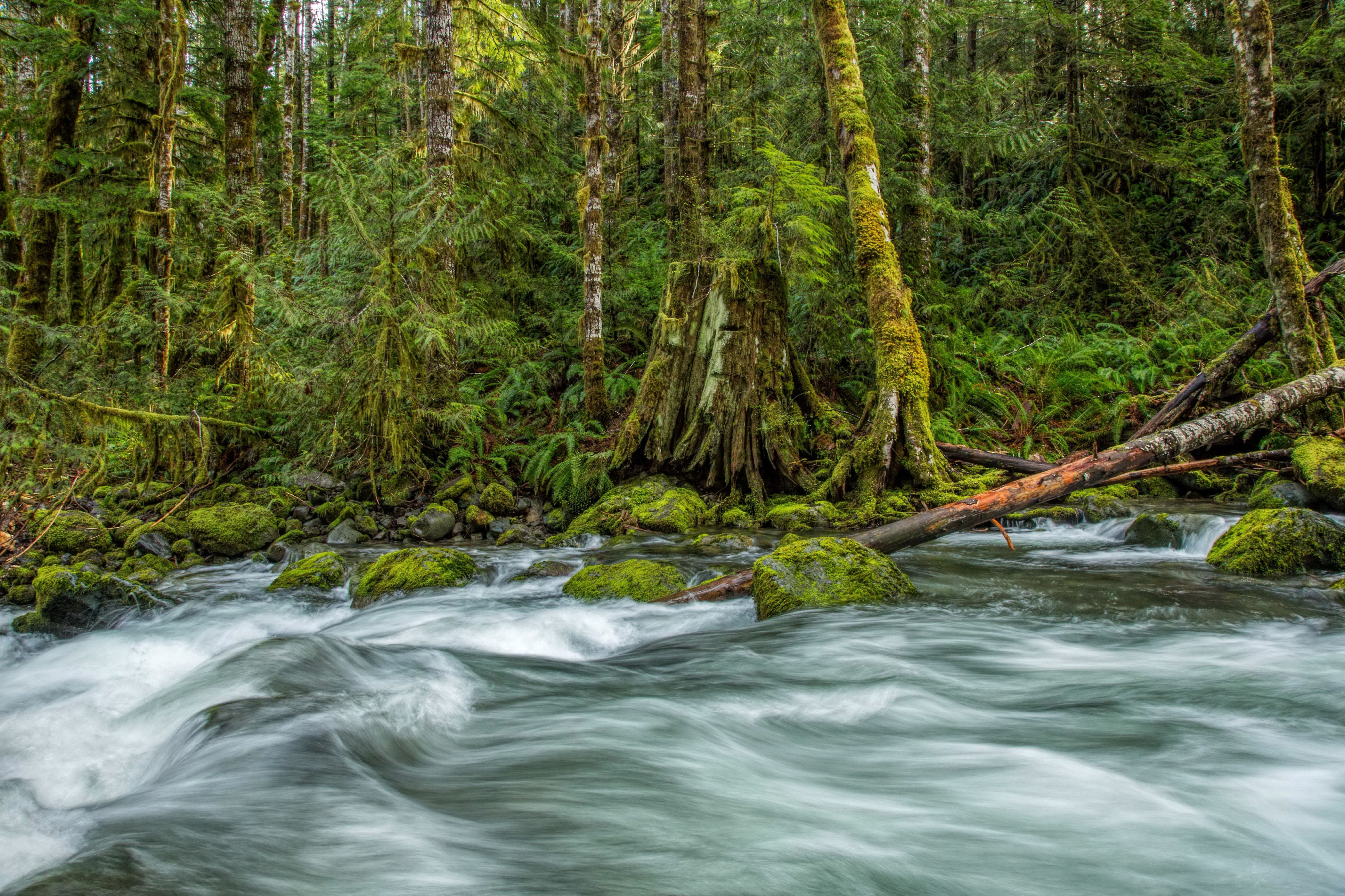 Laden Sie das Natur, Wald, Baum, Fluss, Erde/natur-Bild kostenlos auf Ihren PC-Desktop herunter