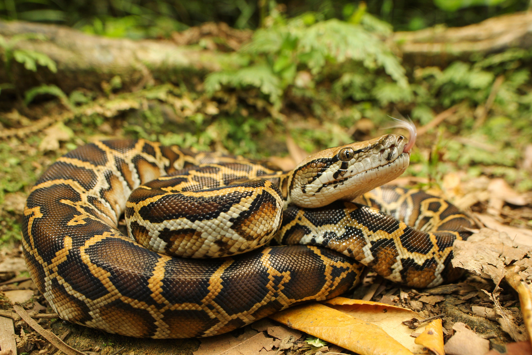 Free download wallpaper Animal, Reptiles, Python on your PC desktop