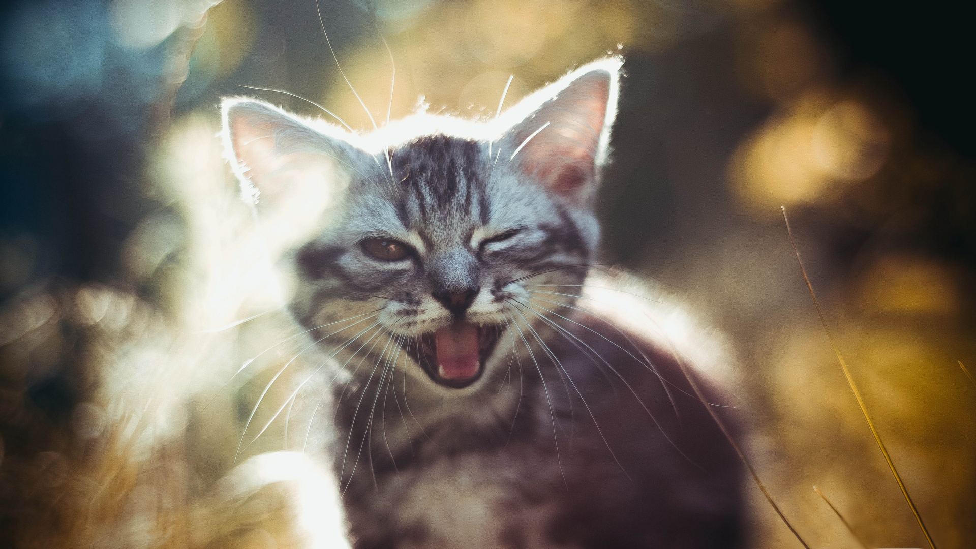 Baixe gratuitamente a imagem Animais, Gatos, Gato na área de trabalho do seu PC