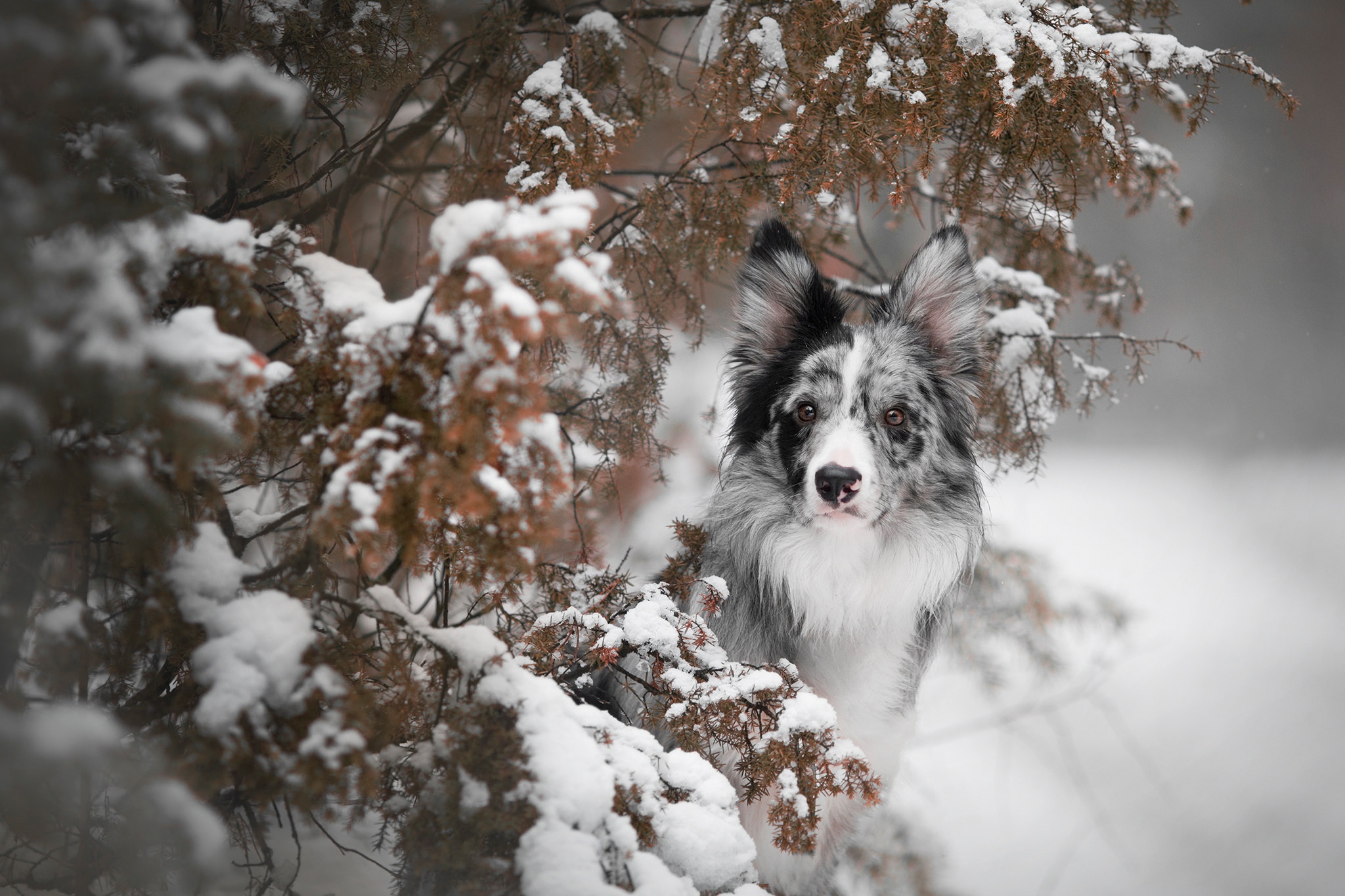 Free download wallpaper Winter, Dogs, Snow, Dog, Animal, Border Collie on your PC desktop