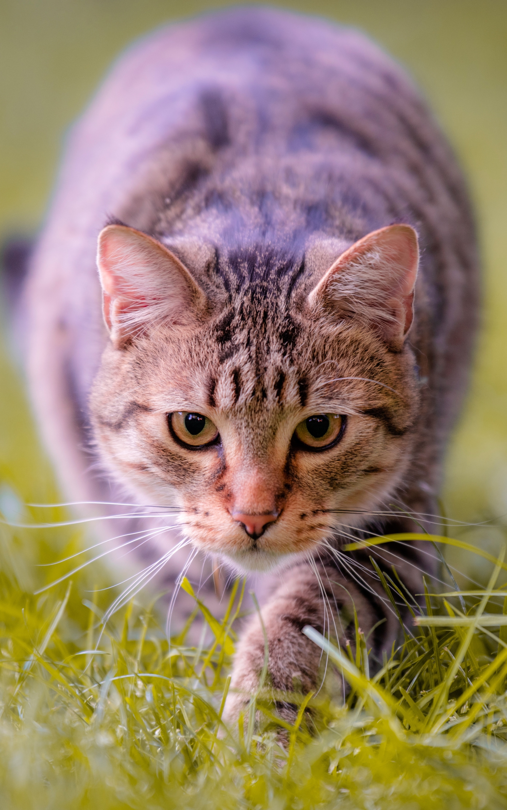 Baixar papel de parede para celular de Animais, Gatos, Gato, Olhar Fixamente gratuito.