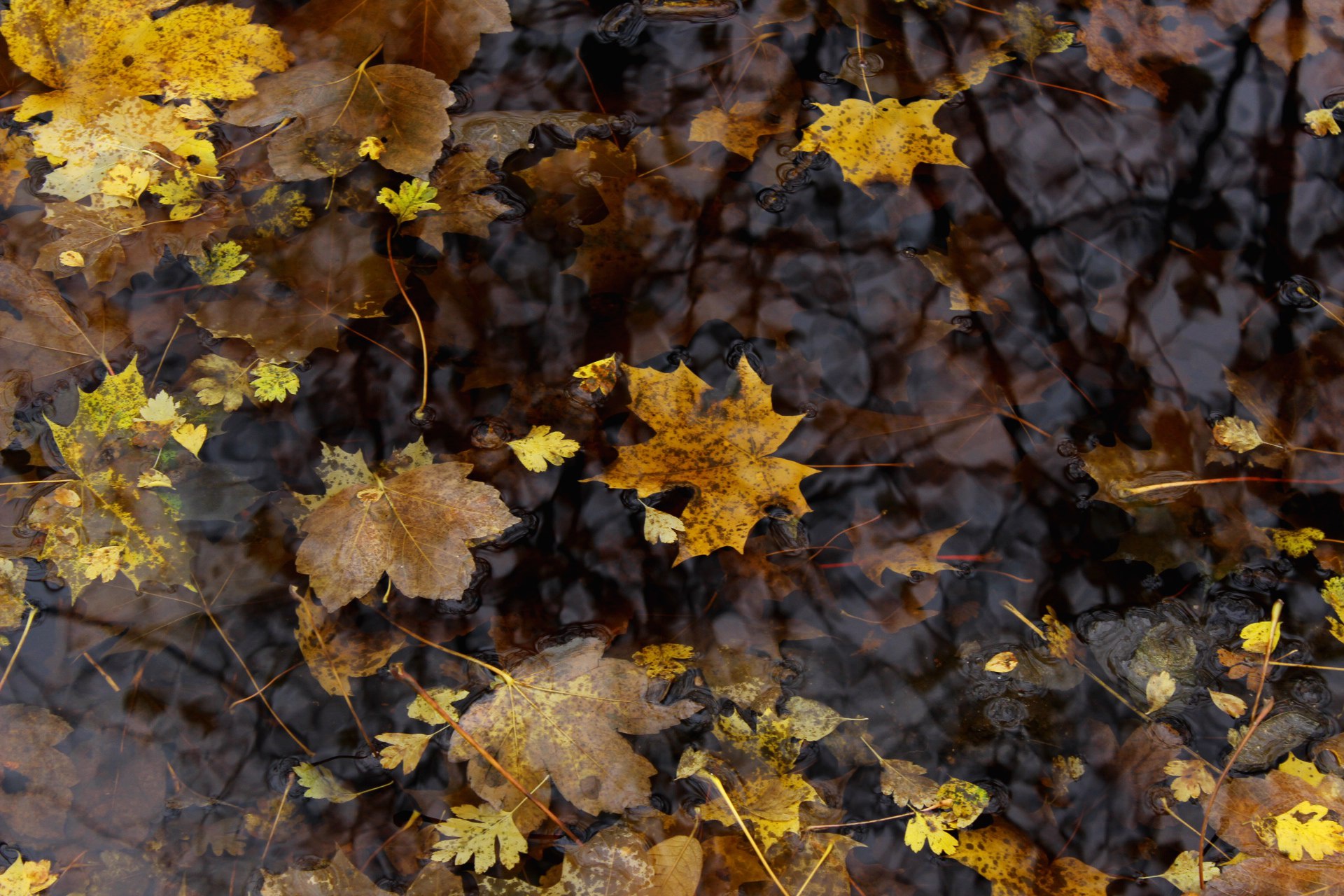 Laden Sie das Natur, Wasser, Herbst, Blatt, Erde/natur-Bild kostenlos auf Ihren PC-Desktop herunter