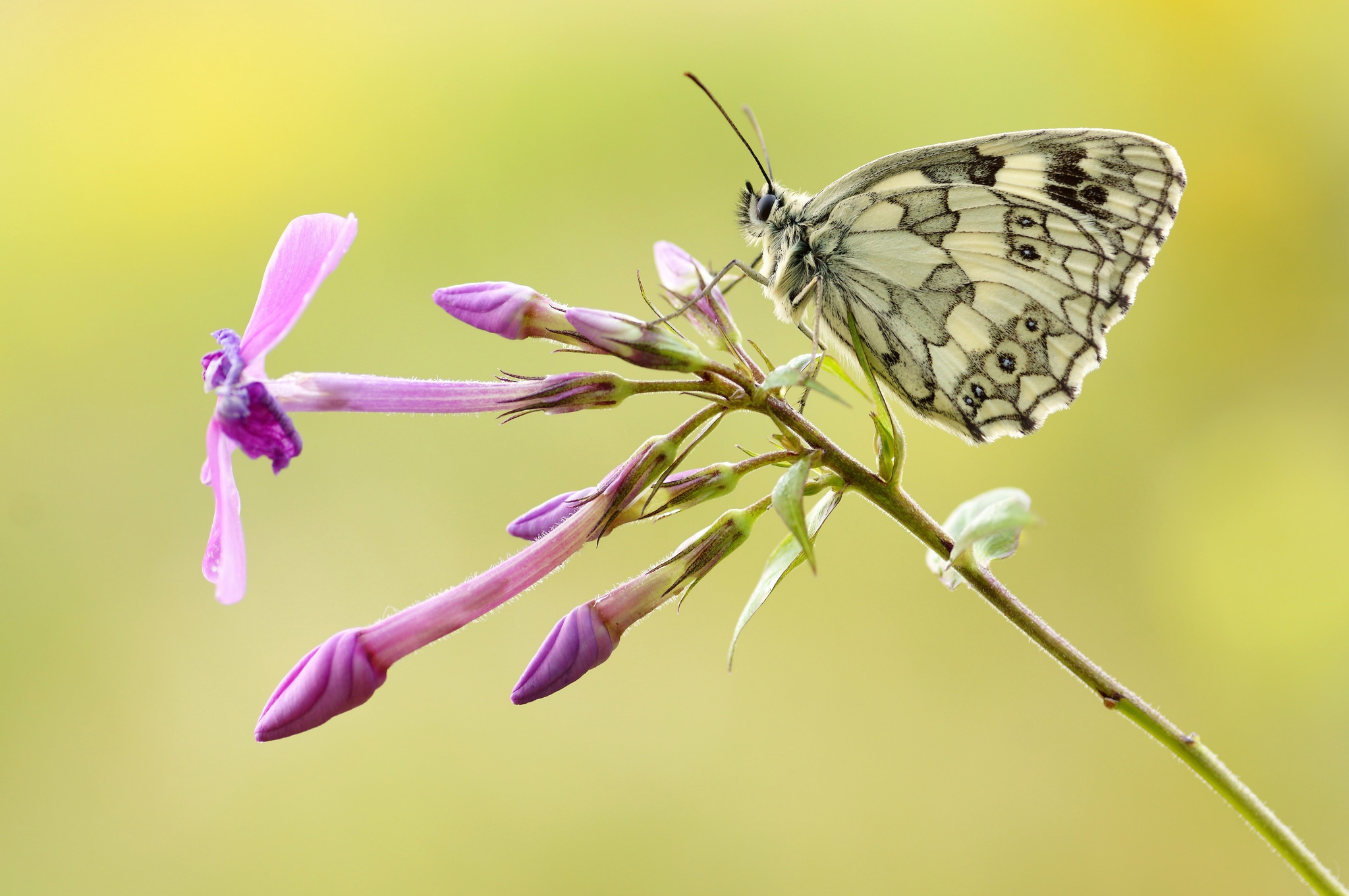 Download mobile wallpaper Flower, Macro, Insect, Butterfly, Animal for free.