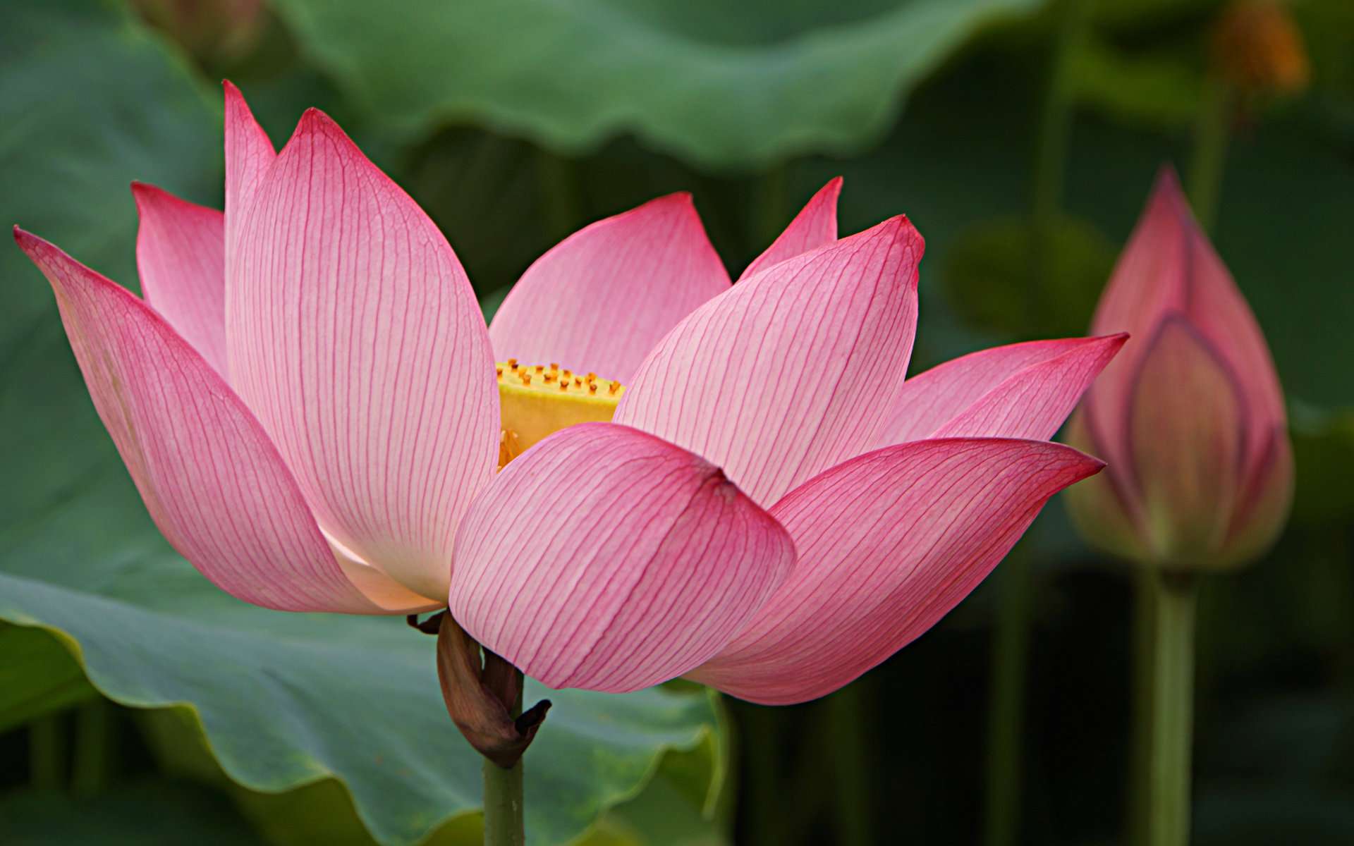 Laden Sie das Blumen, Lotus, Blume, Erde/natur, Pinke Blume-Bild kostenlos auf Ihren PC-Desktop herunter