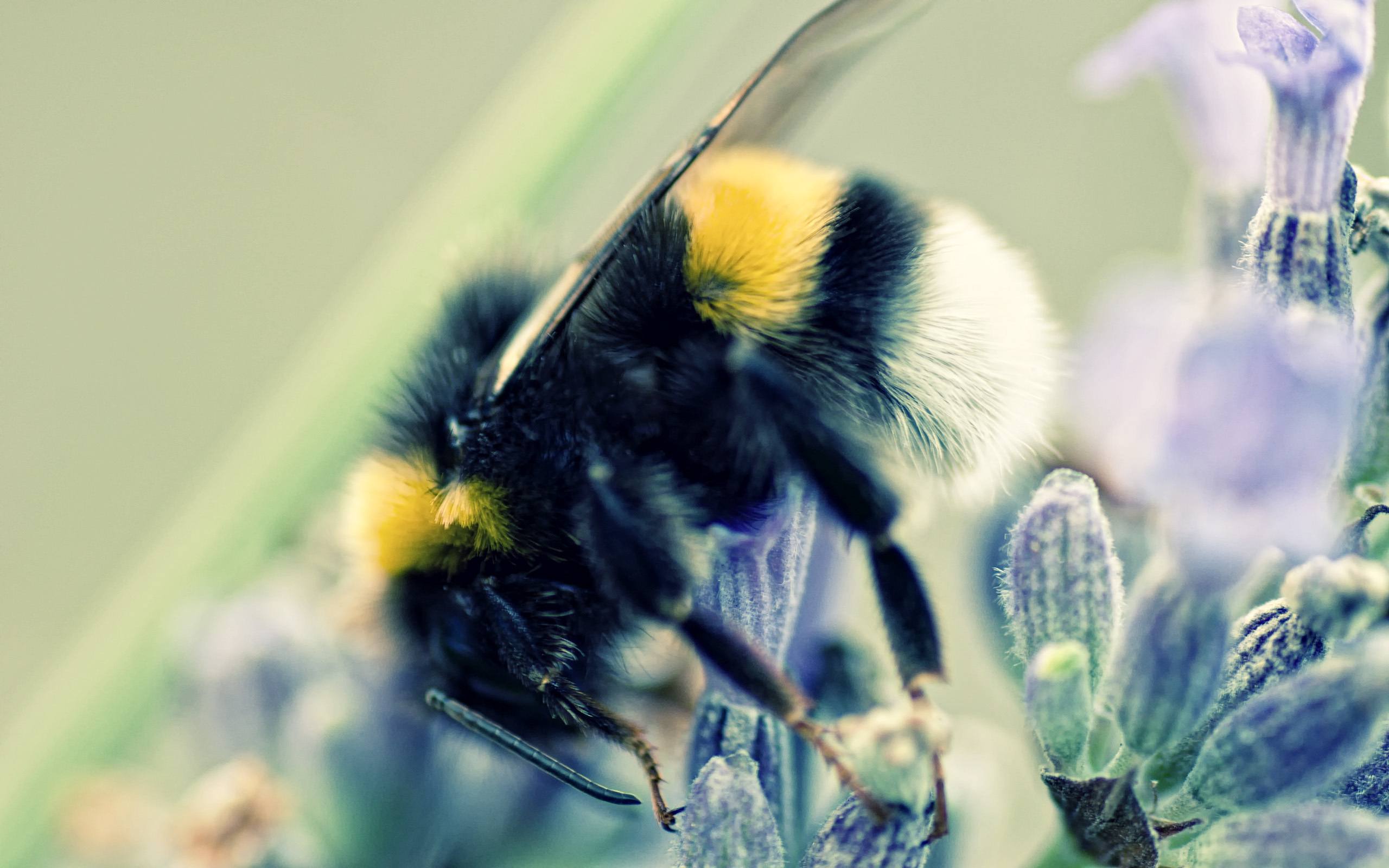 Full HD Wallpaper animal, bee, insects