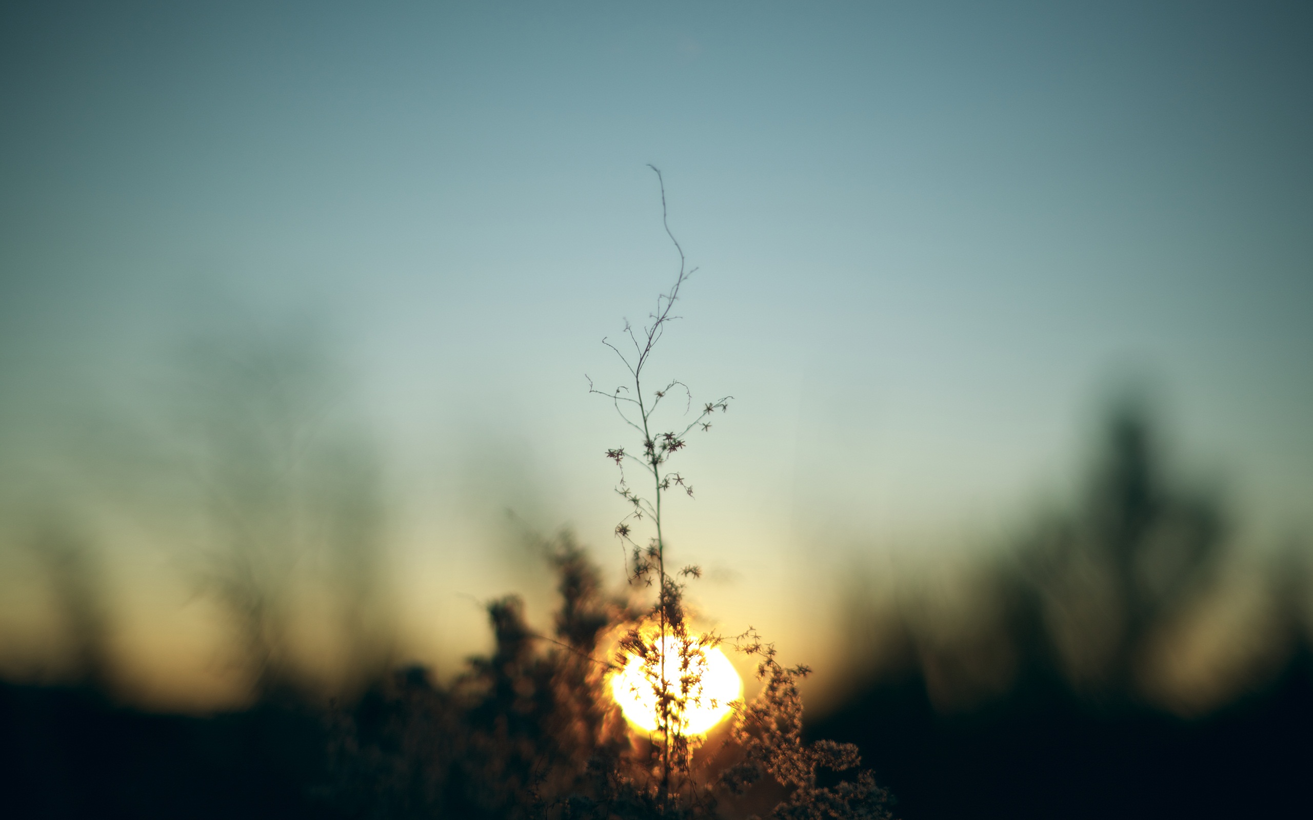 Free download wallpaper Sunset, Plant, Artistic, Photography on your PC desktop