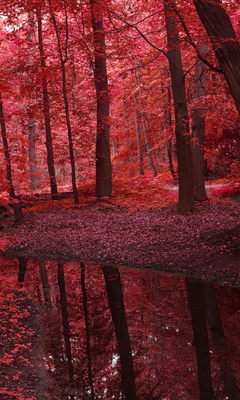 Скачать картинку Природа, Осень, Лес, Красный, Дерево, Пруд, Падать, Земля/природа в телефон бесплатно.