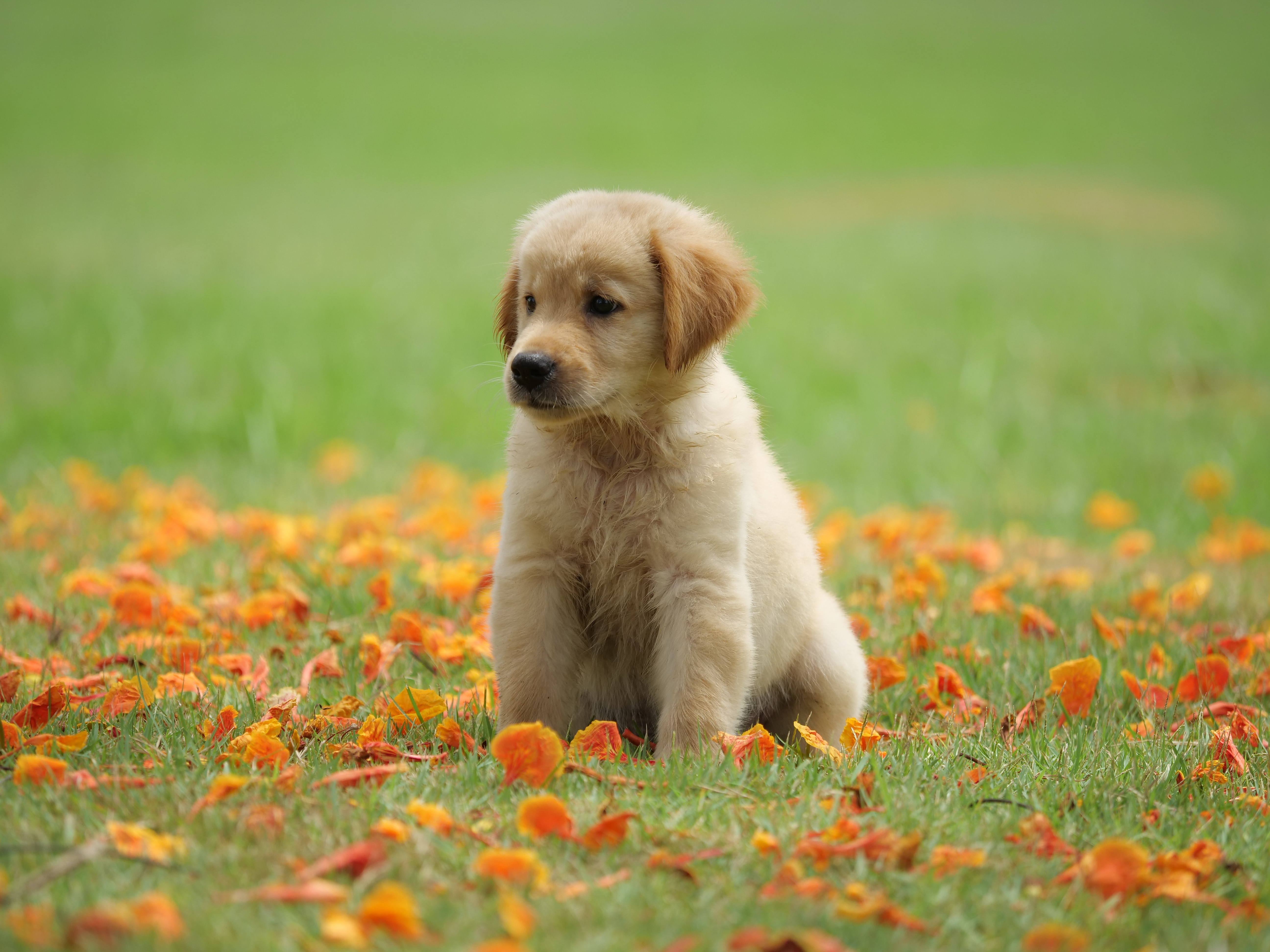 Handy-Wallpaper Tiere, Hunde, Hund, Welpen, Golden Retriever, Tierbaby kostenlos herunterladen.