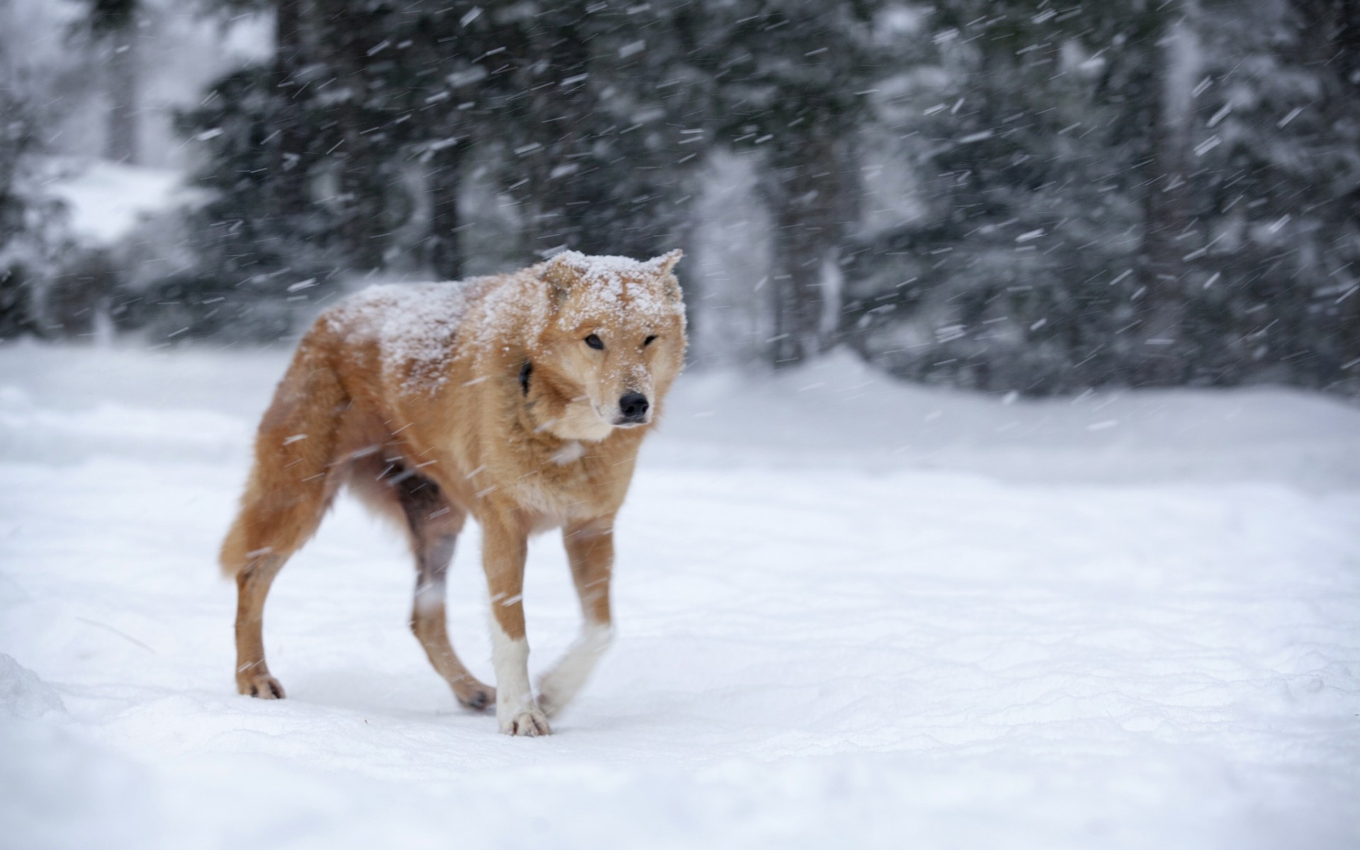 Descarga gratuita de fondo de pantalla para móvil de Perros, Perro, Animales.