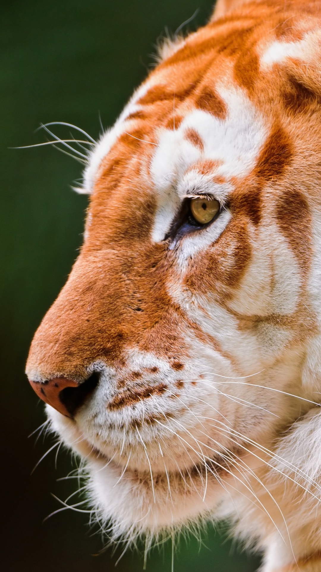 1180543 Protetores de tela e papéis de parede Gatos em seu telefone. Baixe  fotos gratuitamente