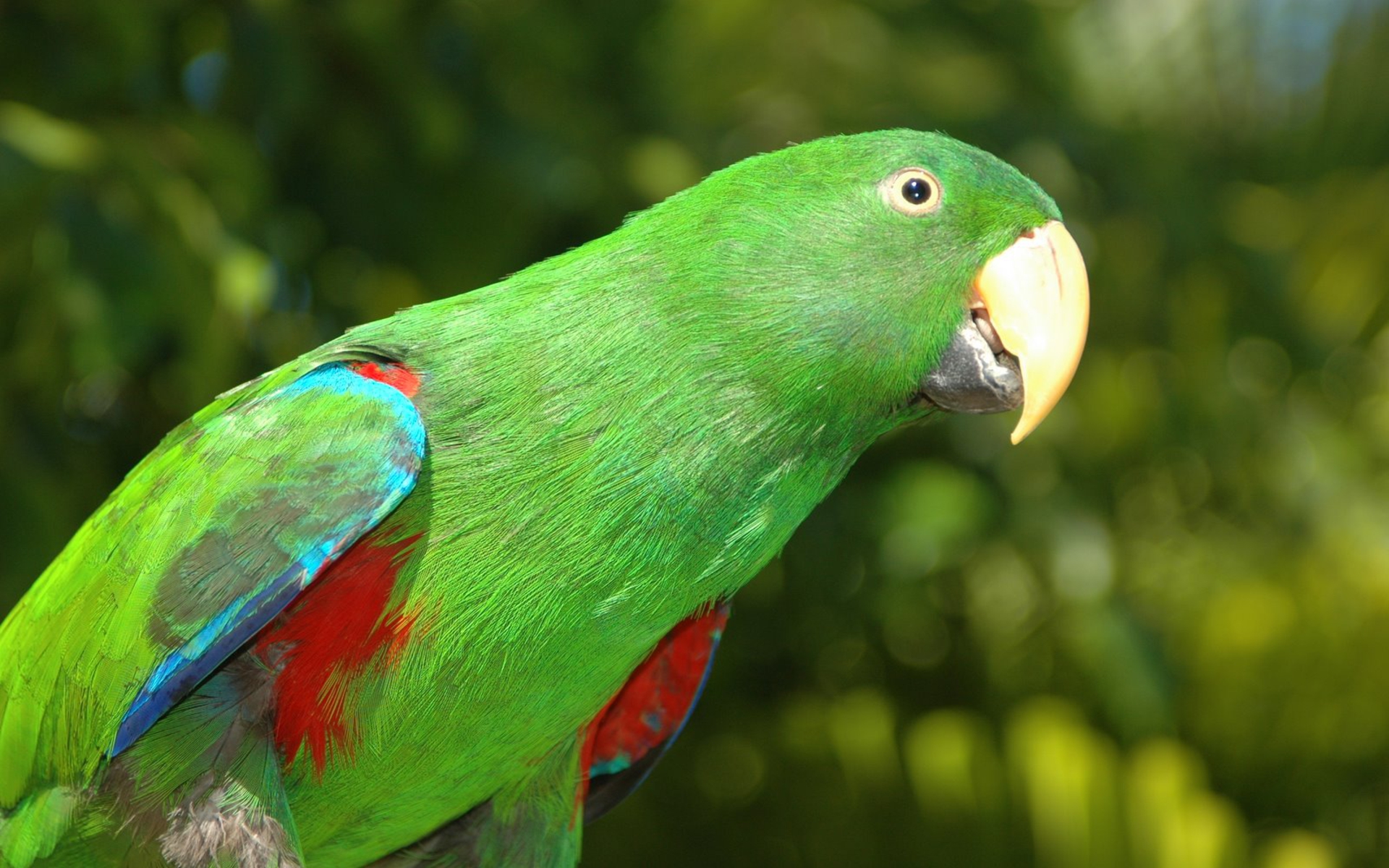 Laden Sie das Tiere, Vögel, Papagei-Bild kostenlos auf Ihren PC-Desktop herunter