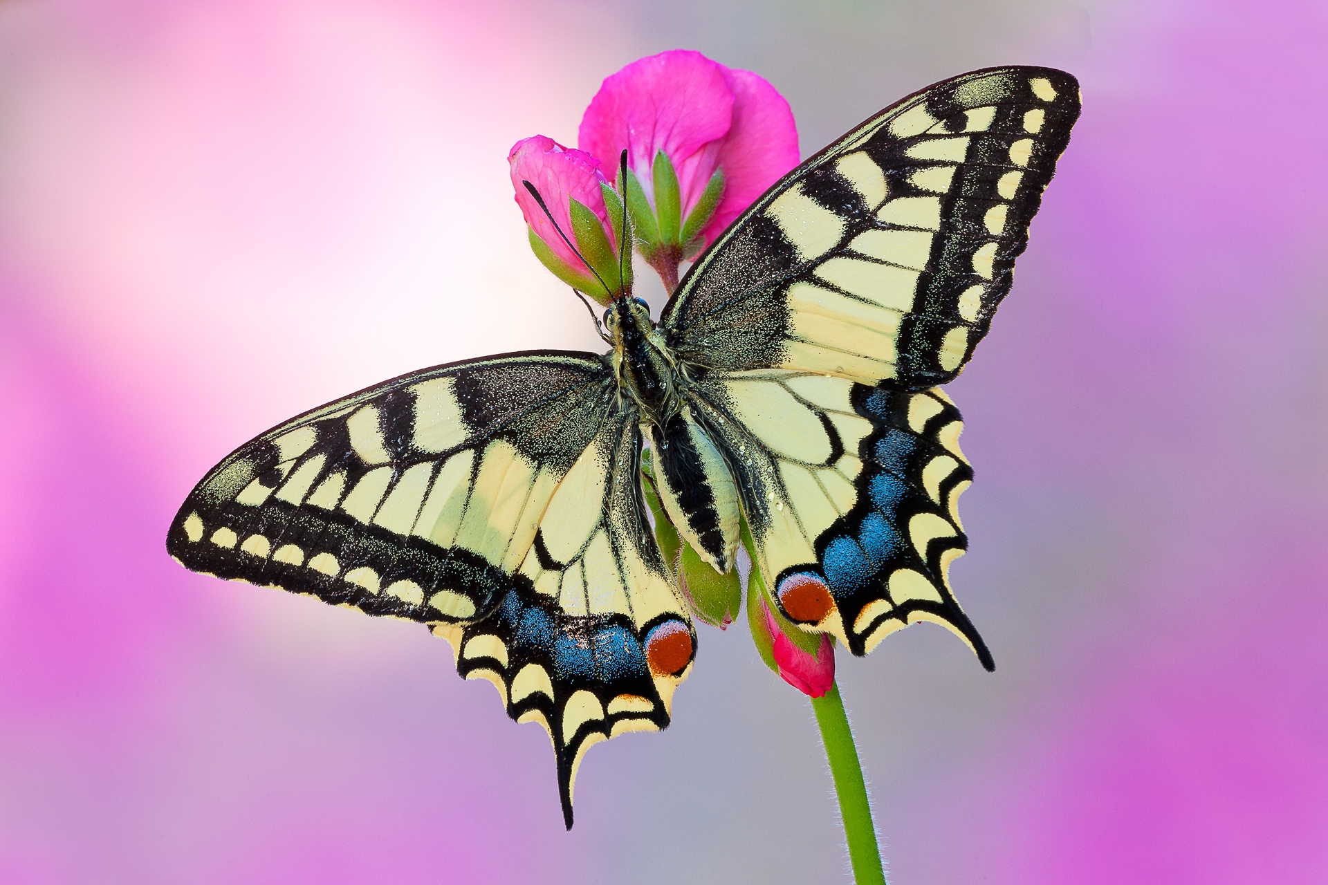 Download mobile wallpaper Flower, Macro, Butterfly, Animal for free.