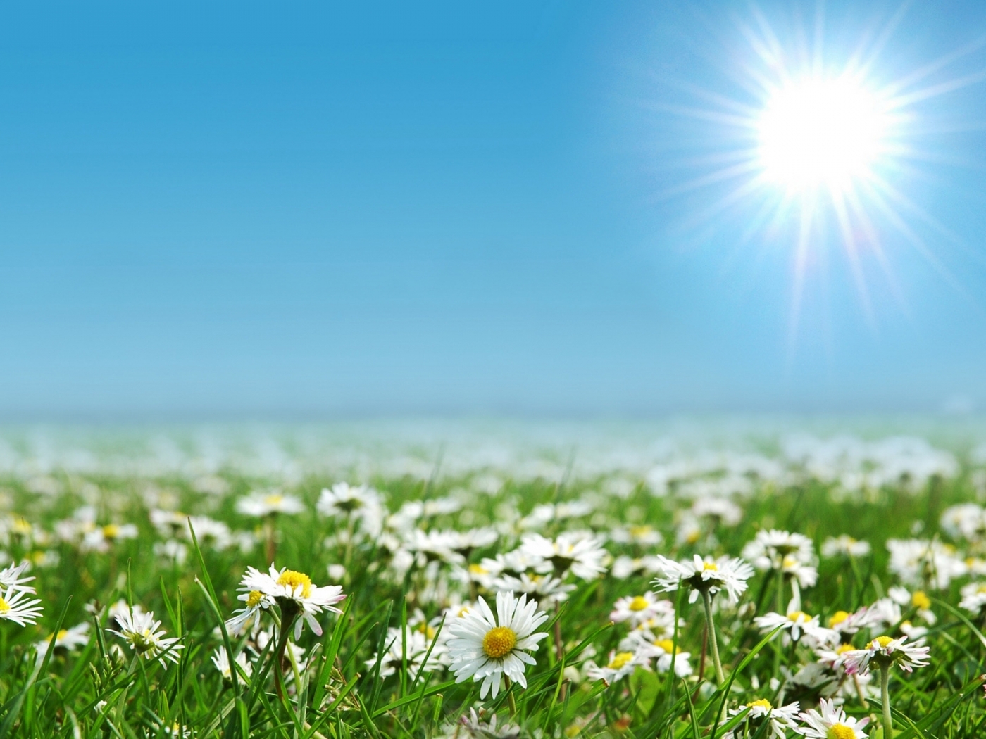 Laden Sie das Landschaft, Sun, Kamille, Blumen, Felder-Bild kostenlos auf Ihren PC-Desktop herunter