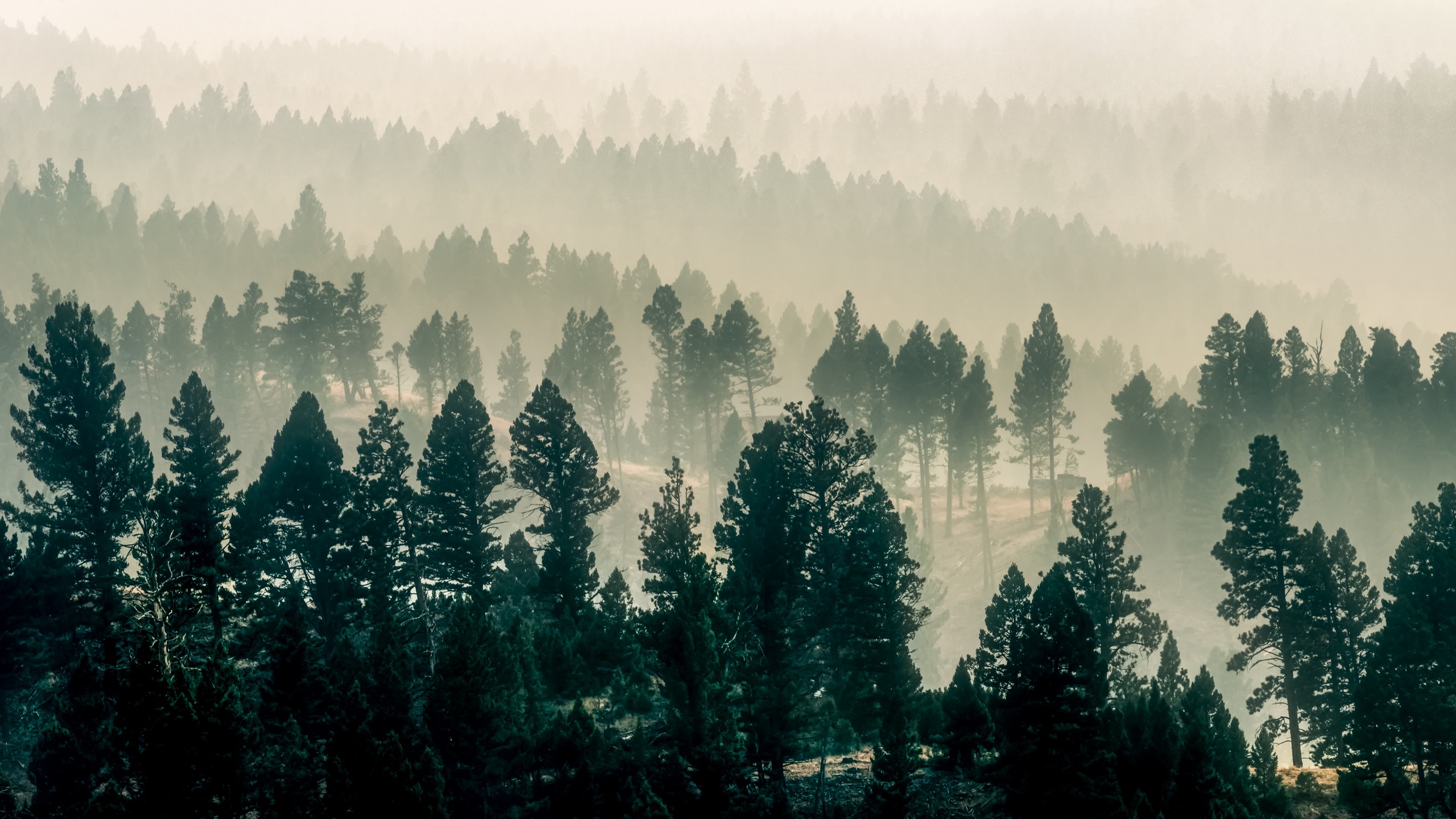 Laden Sie das Natur, Wald, Baum, Nebel, Erde/natur-Bild kostenlos auf Ihren PC-Desktop herunter