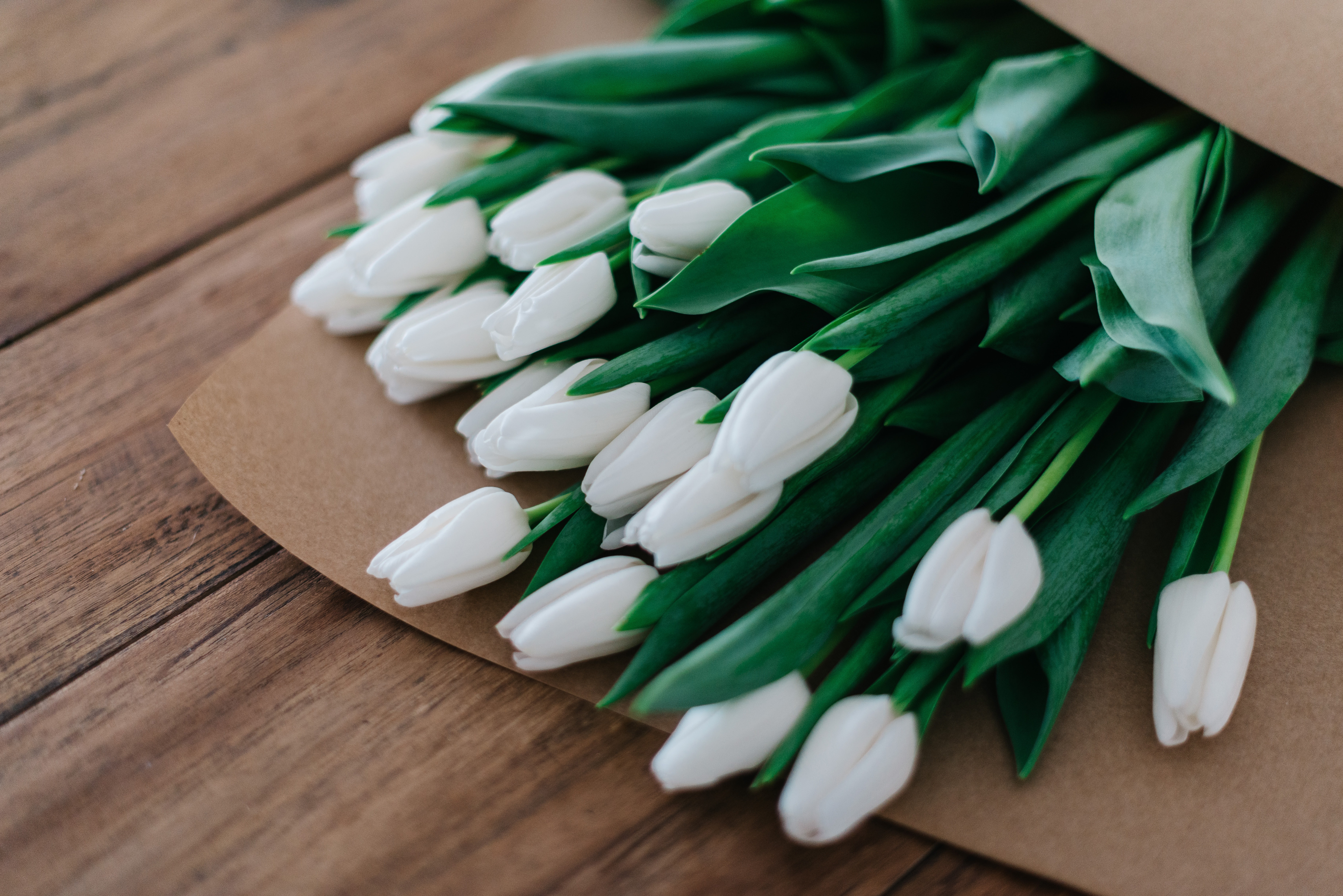 無料モバイル壁紙チューリップ, 花, 花束, 白い花, マンメイドをダウンロードします。