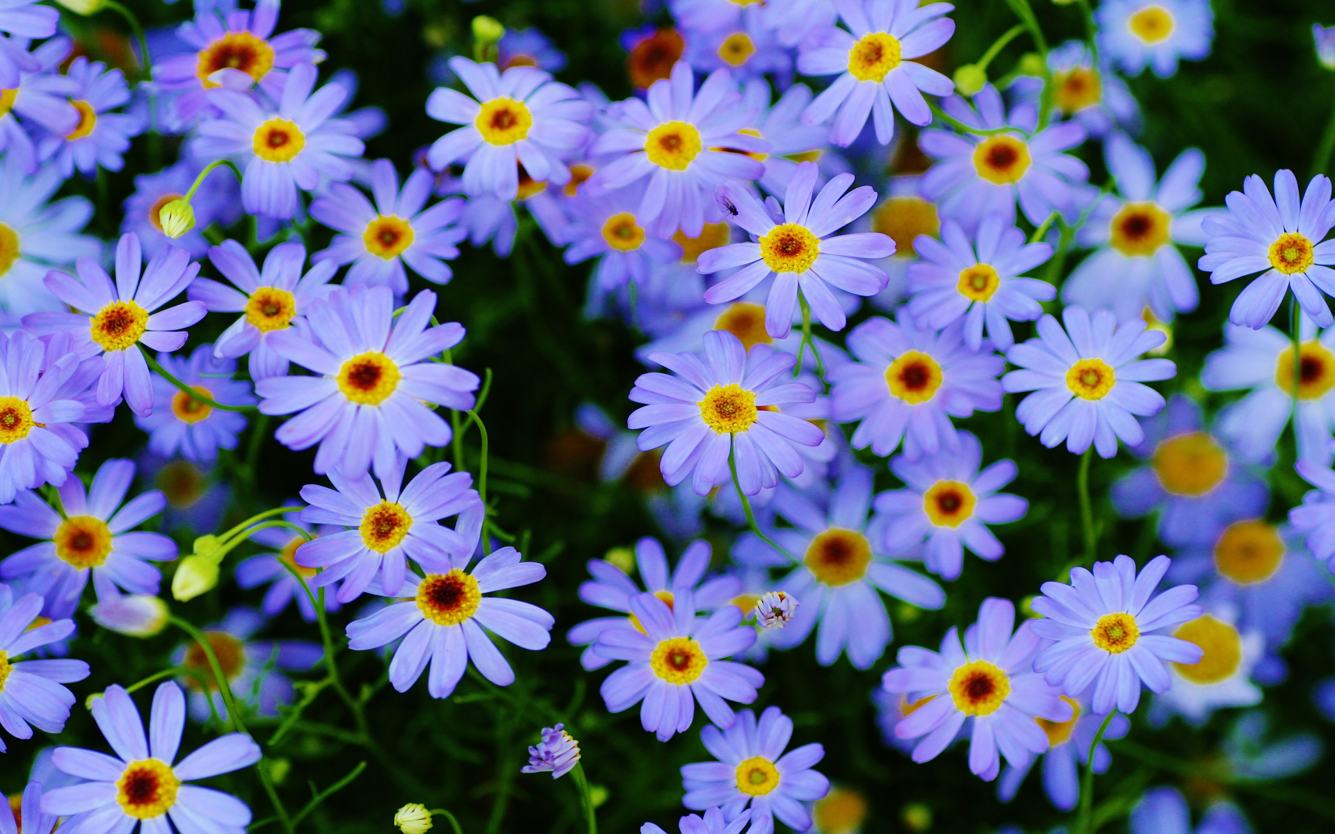 Laden Sie das Blumen, Gänseblümchen, Lila Blume, Erde/natur-Bild kostenlos auf Ihren PC-Desktop herunter
