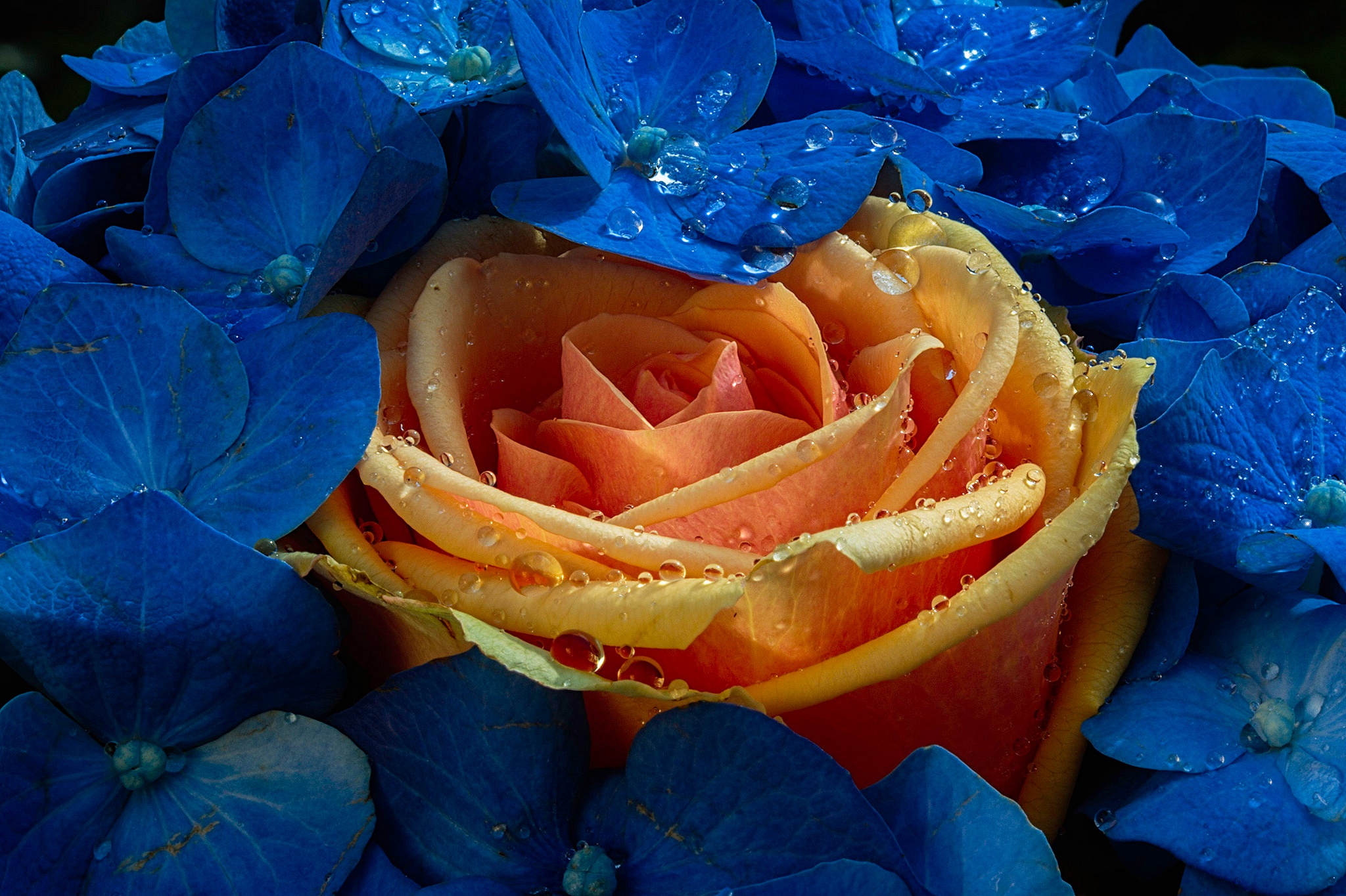 Скачать картинку Капли, Цветок, Роза, Гортензия, Земля/природа, Оранжевый Цветок, Синий Цветок, Флауэрсы в телефон бесплатно.