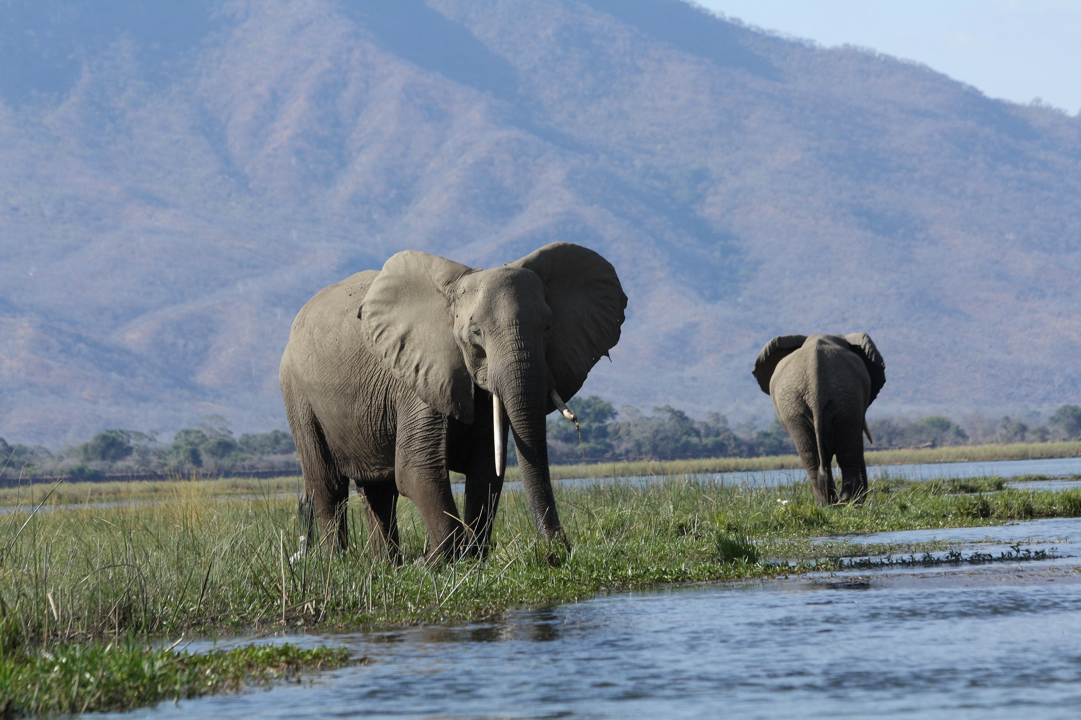 Скачать картинку Животные, Слоны, Млекопитающее, Африканский Слон, Бивень в телефон бесплатно.