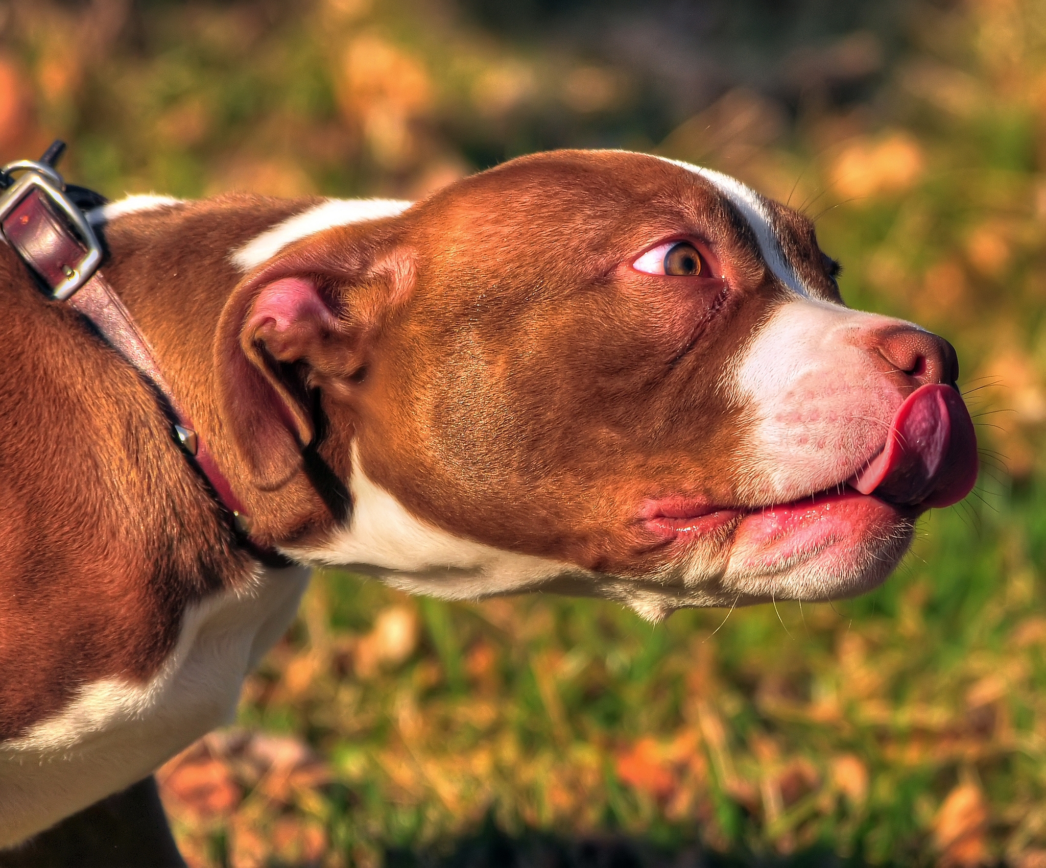 Download mobile wallpaper Language, American Bully, Muzzle, Tongue, Dog, Animals, Beast for free.