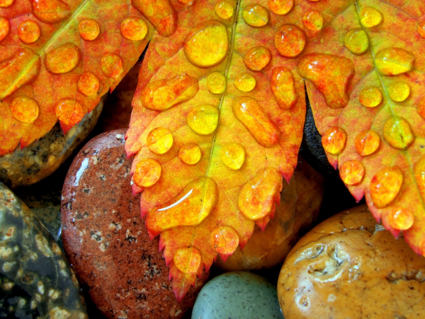 Free download wallpaper Stones, Leaves, Drops, Background on your PC desktop