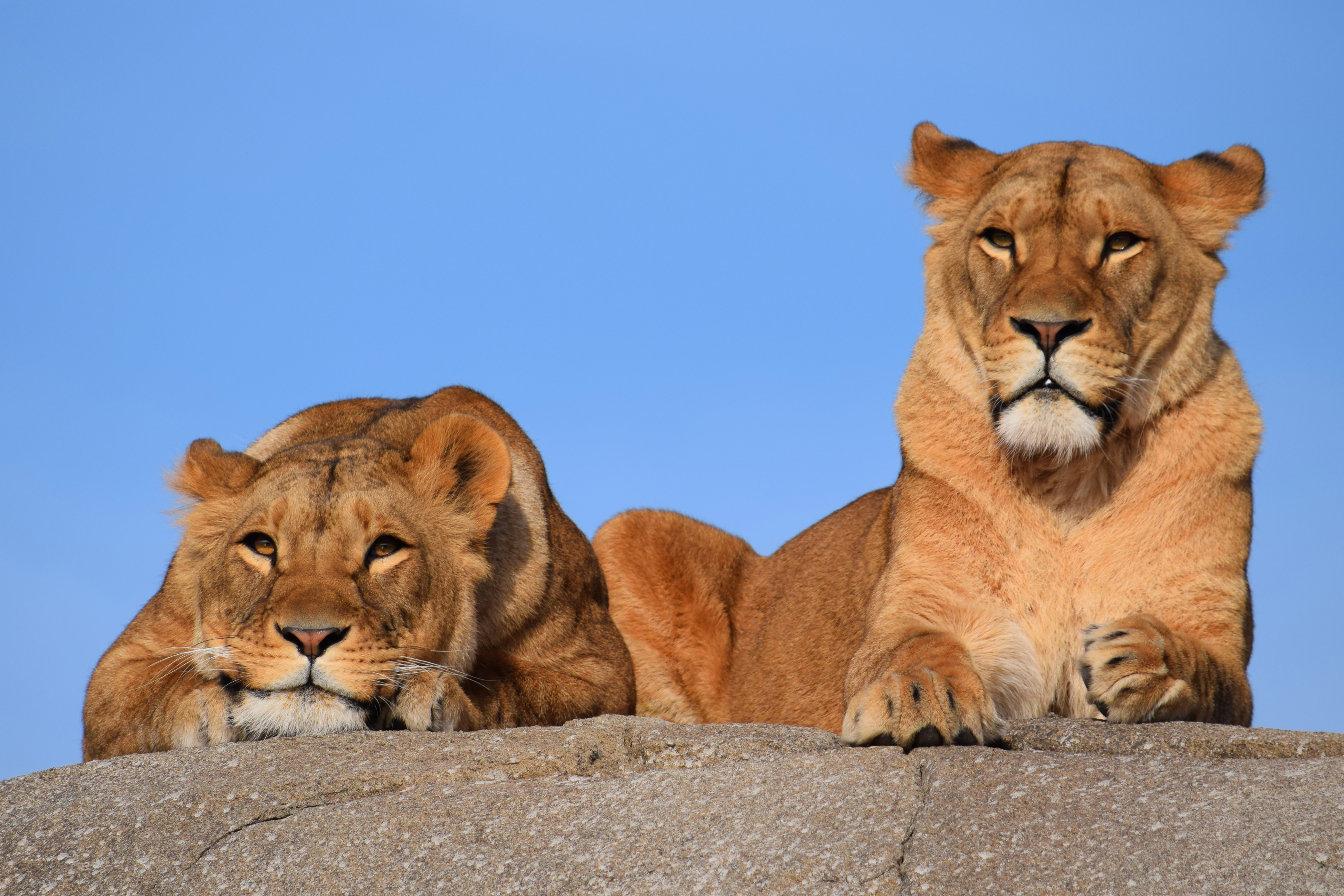 Free download wallpaper Cats, Lion, Animal, Resting on your PC desktop