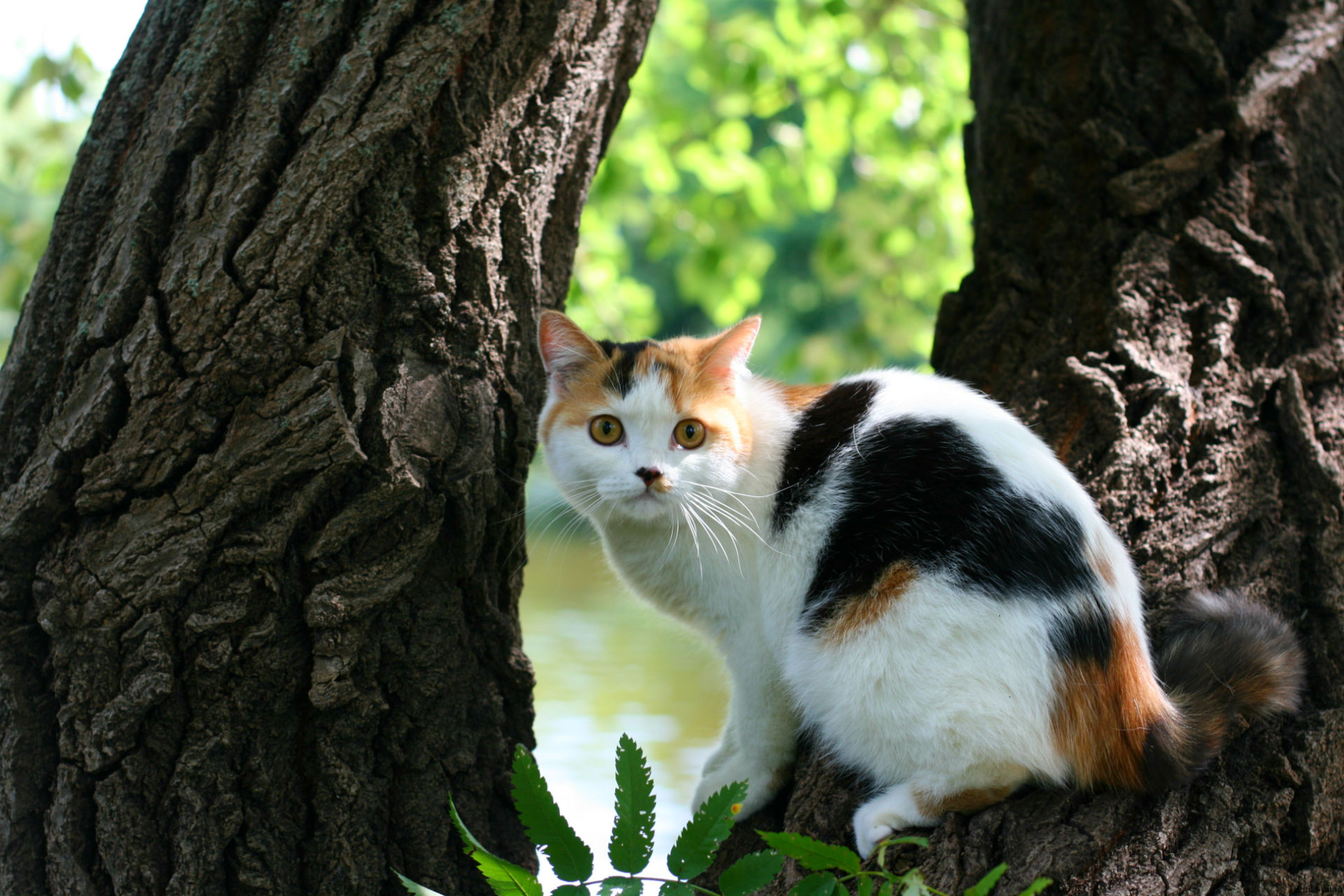 Descarga gratuita de fondo de pantalla para móvil de Animales, Gatos, Gato.