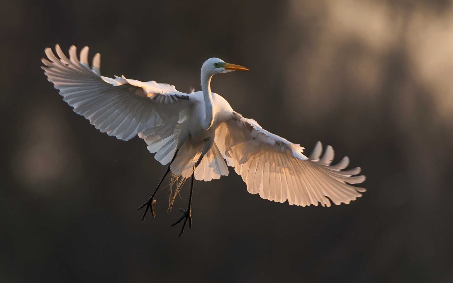 Baixe gratuitamente a imagem Animais, Aves, Pássaro na área de trabalho do seu PC