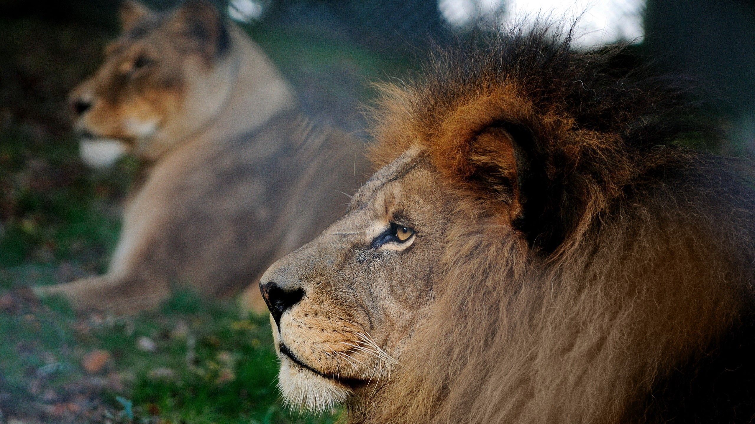 head, animals, lion, mane, profile Smartphone Background