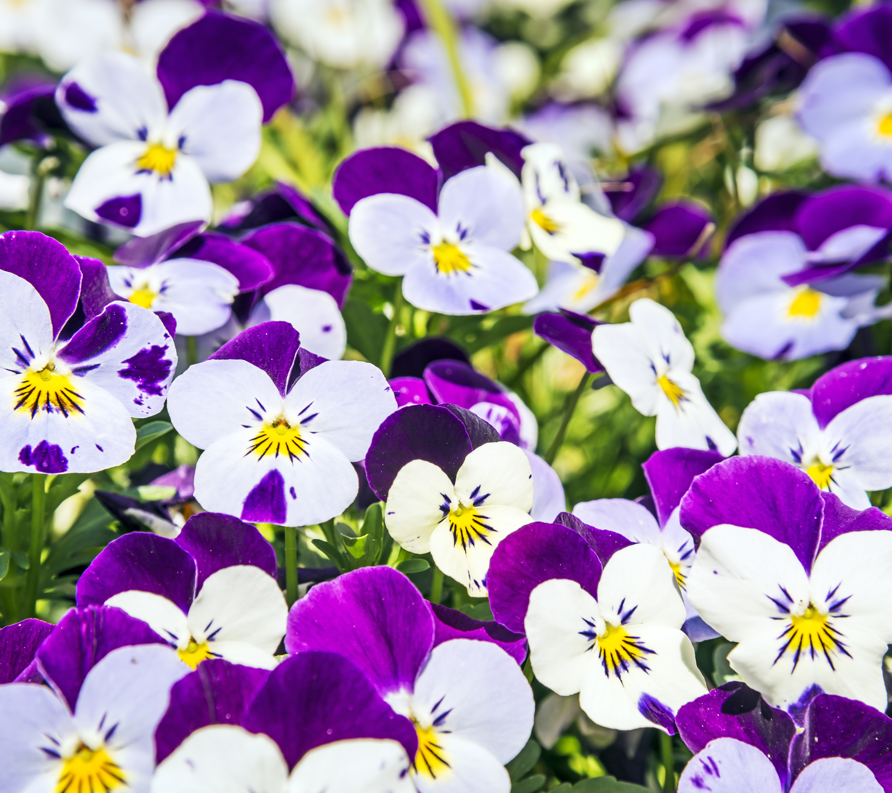 Скачати мобільні шпалери Квітка, Земля, Біла Квітка, Фіолетова Квітка, Пансі, Флауерзи безкоштовно.