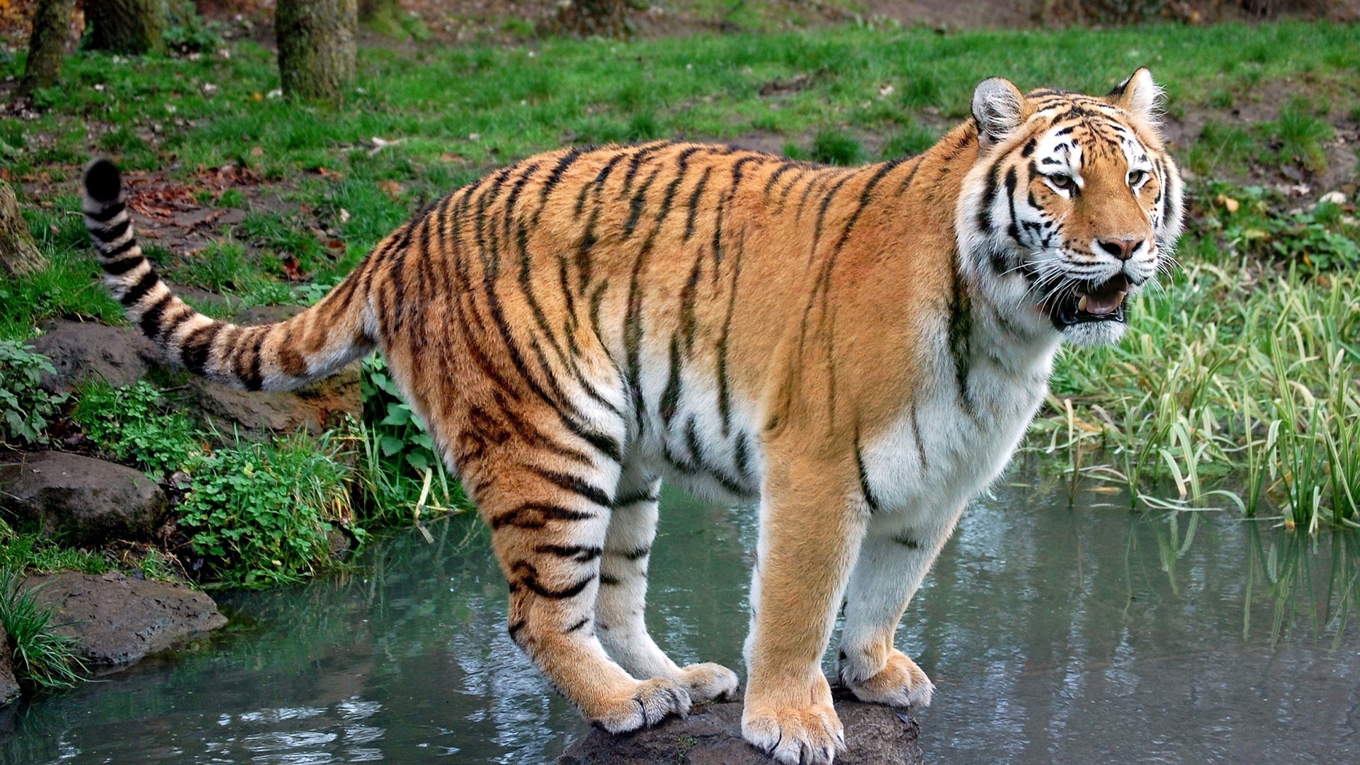 Baixar papel de parede para celular de Animais, Tigre gratuito.