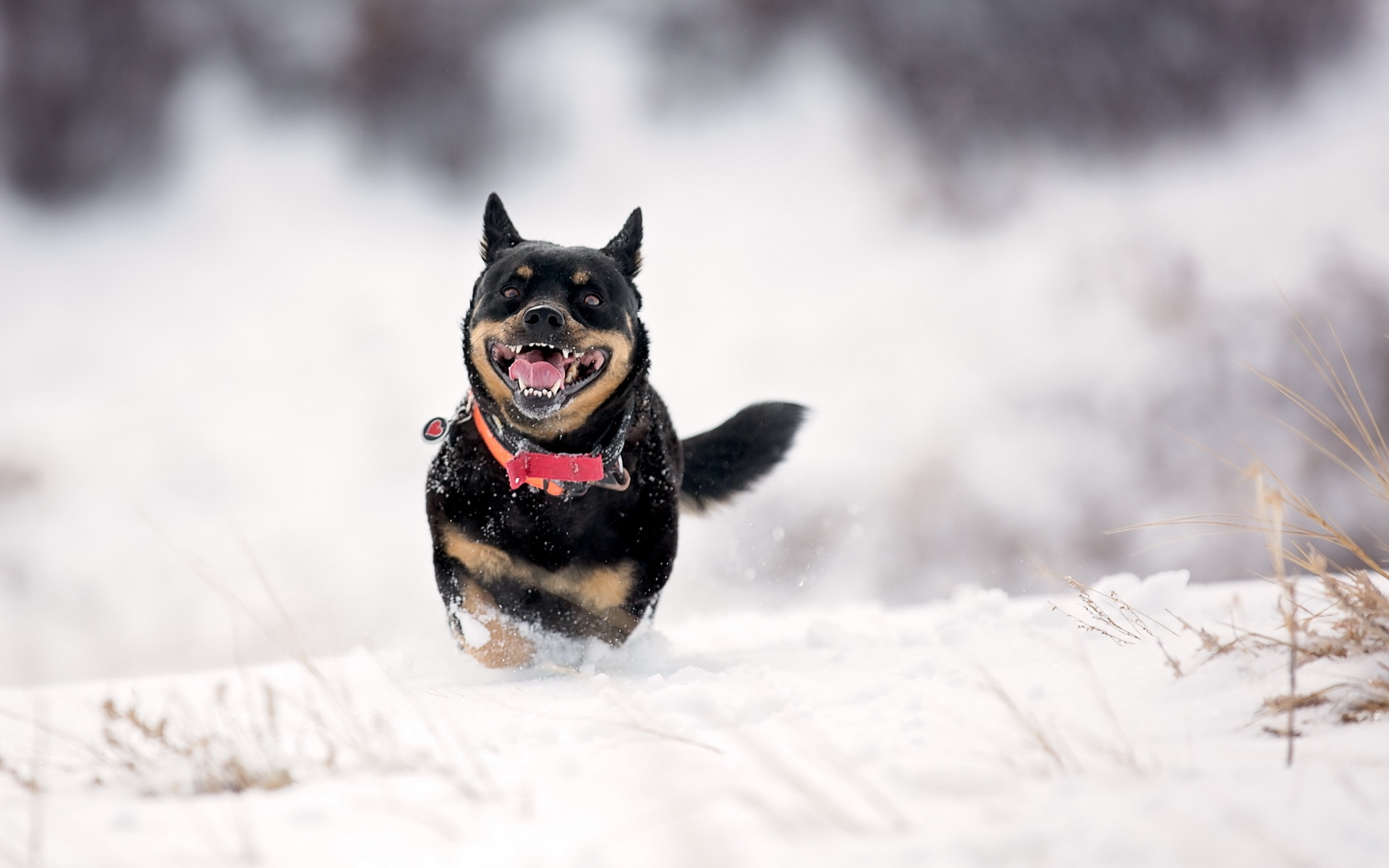 Handy-Wallpaper Hunde, Hund, Tiere kostenlos herunterladen.