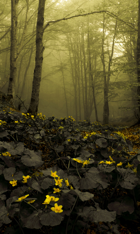 Скачать картинку Природа, Цветок, Лес, Дерево, Туман, Желтый Цветок, Земля/природа в телефон бесплатно.
