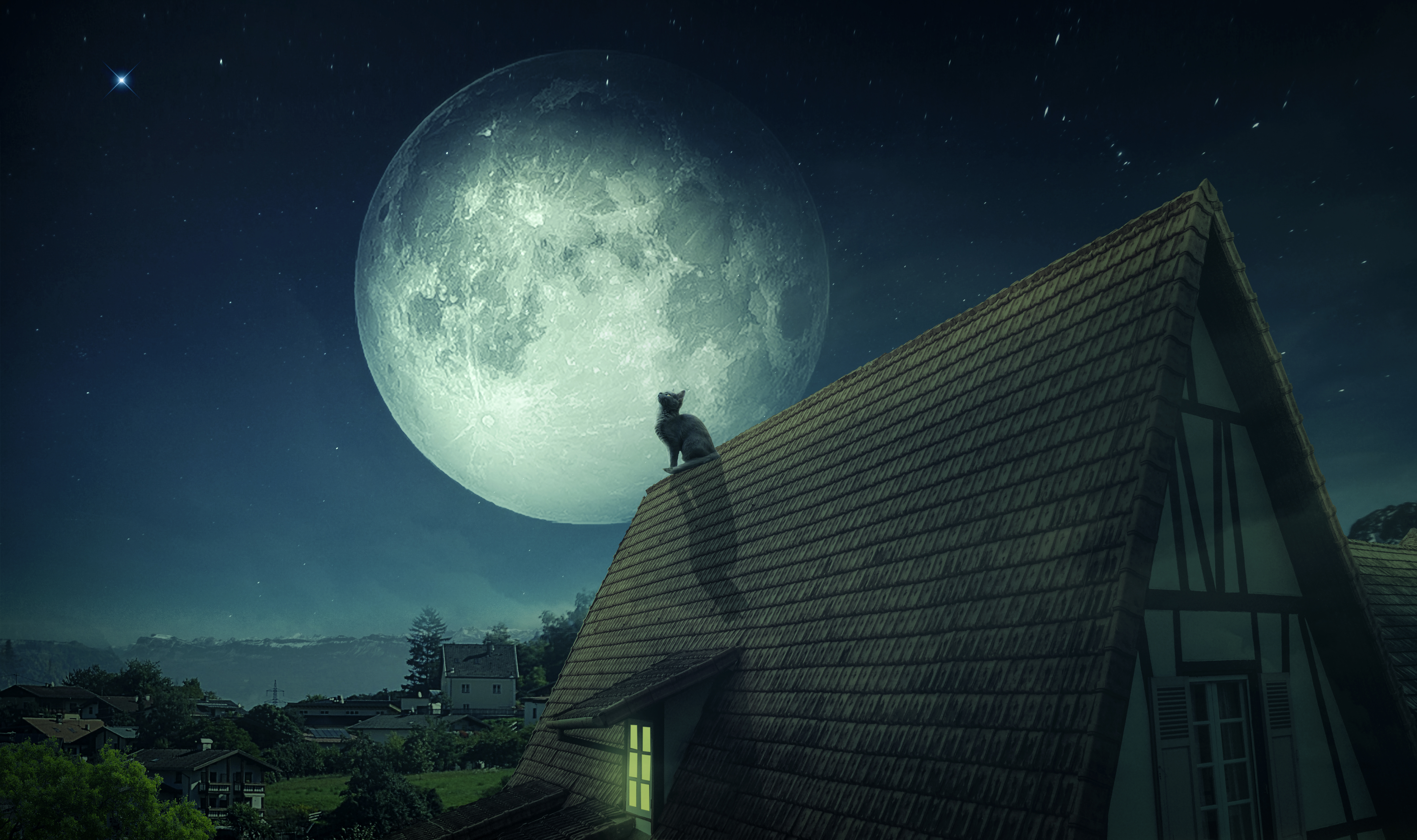 animal, cat, moon, night, roof, cats