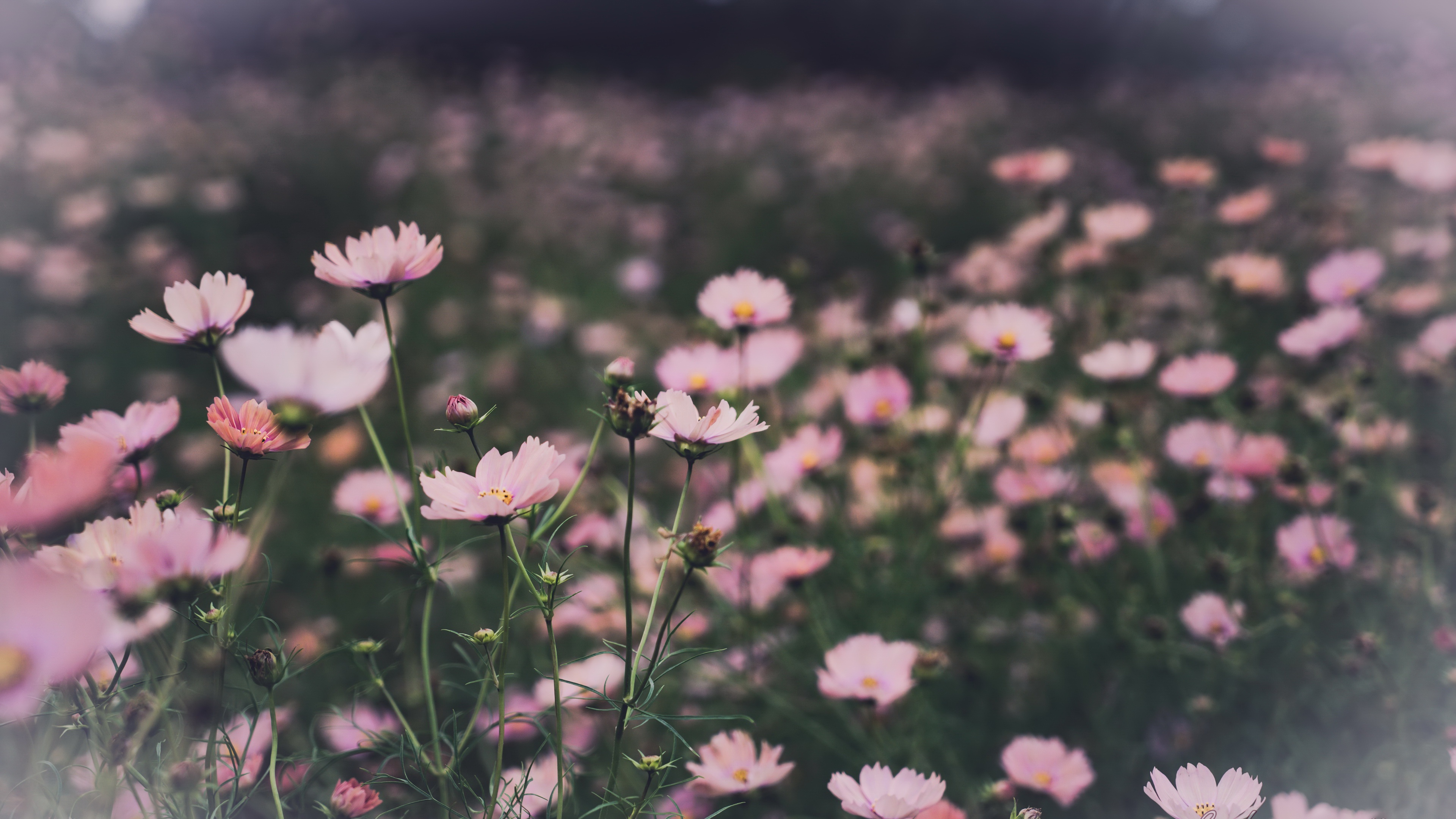 Laden Sie das Blumen, Blume, Erde/natur, Kosmeen-Bild kostenlos auf Ihren PC-Desktop herunter